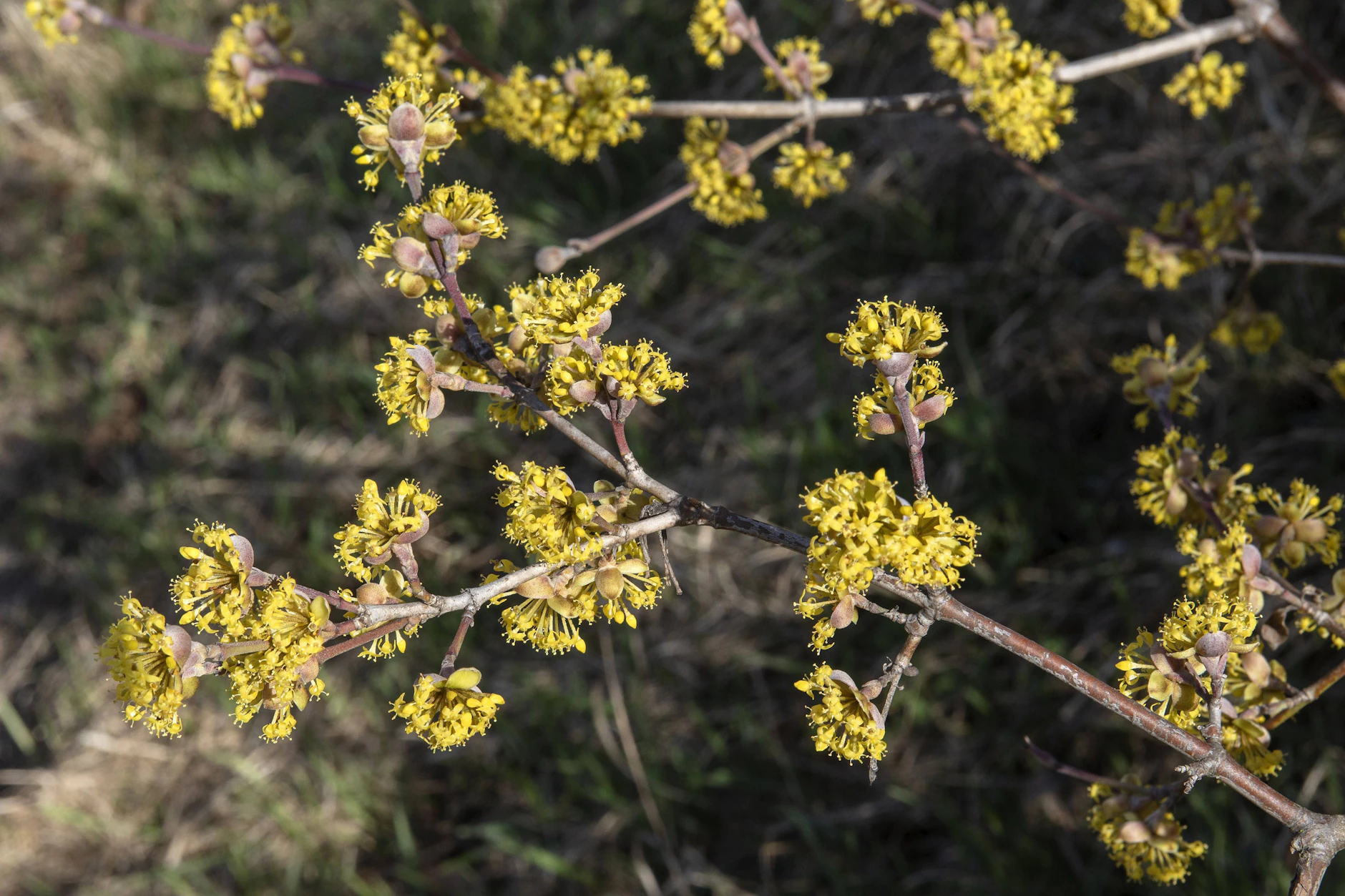 Die Kornelkirsche bietet jetzt viel Pollen und Nektar und lockt im Herbst mit saftigen Kirschen.