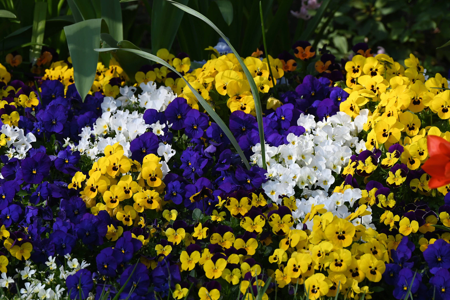 Hornveilchen bringen Farbe ins Beet und liefern Insekten Nahrung.