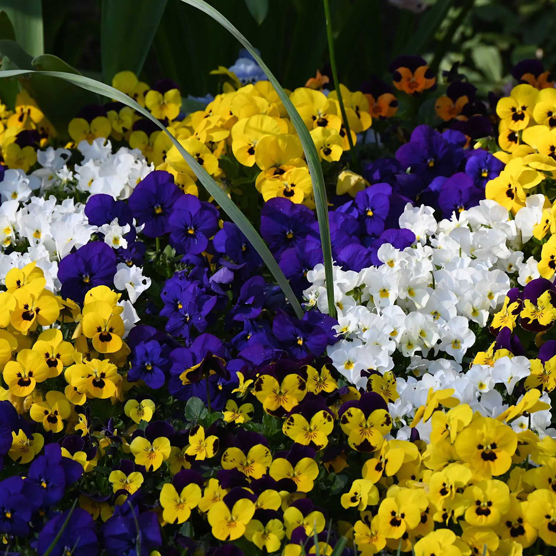 Frühling in Berlin: Welche Pflanzen Insekten jetzt wirklich helfen
