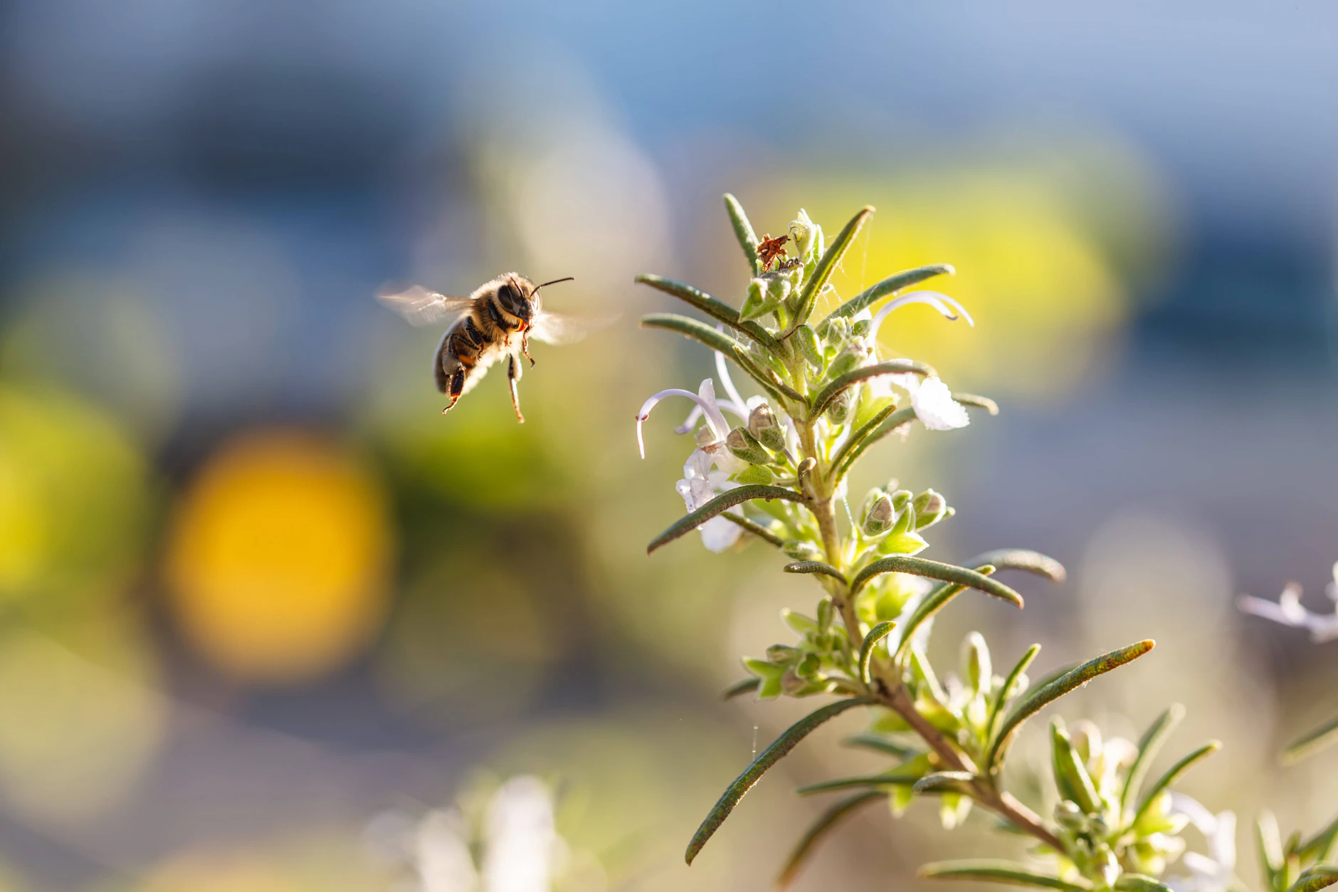 Auch Küchenkräuter wie Rosmarin sind wahre „Tankstellen“! für Insekten.