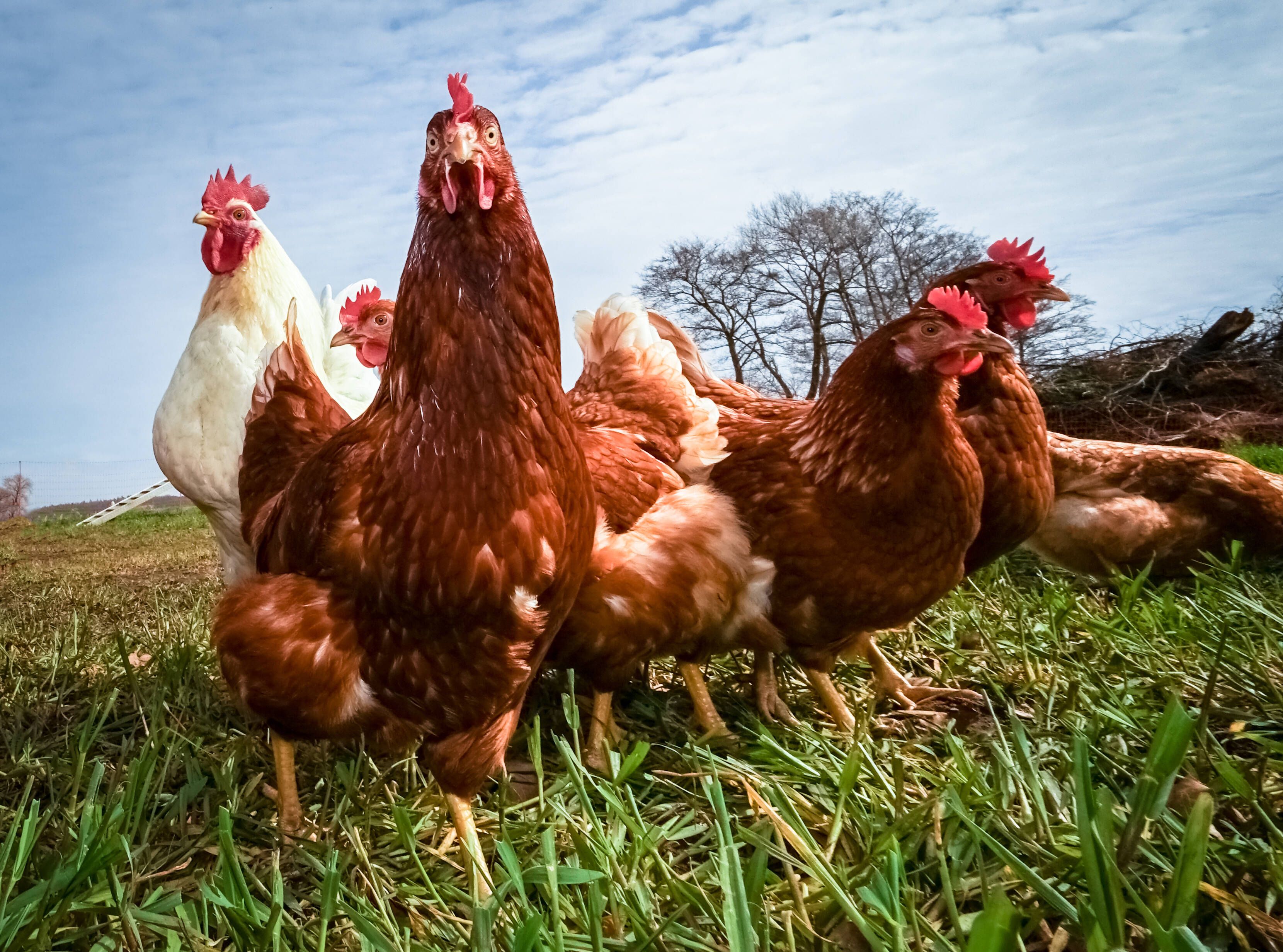 Image - Drei Millionen Tiere fallen Newcastle-Krankheit zum Opfer