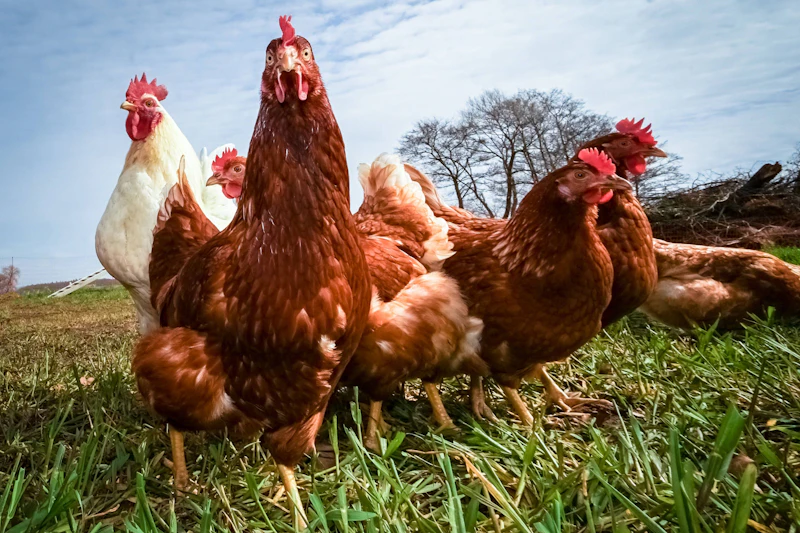 Drei Millionen Tiere fallen Newcastle-Krankheit zum Opfer