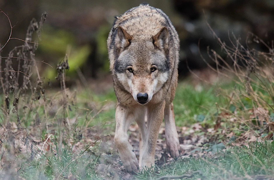 Ein Wolf in freier Wildbahn. In Brandenburg und rund um Berlin leben immer mehr Tiere, Begegnungen bleiben aber selten.