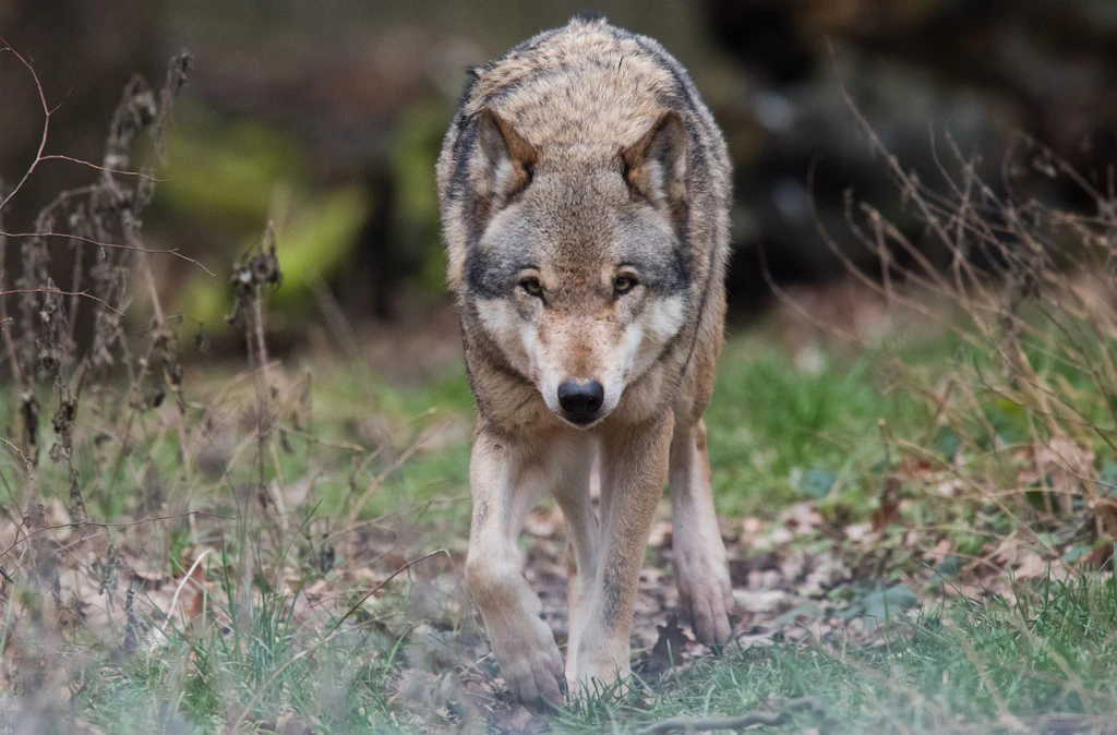Nach Wolfs-Attacke in Hamburg: Müssen Berliner jetzt auch Angst haben?