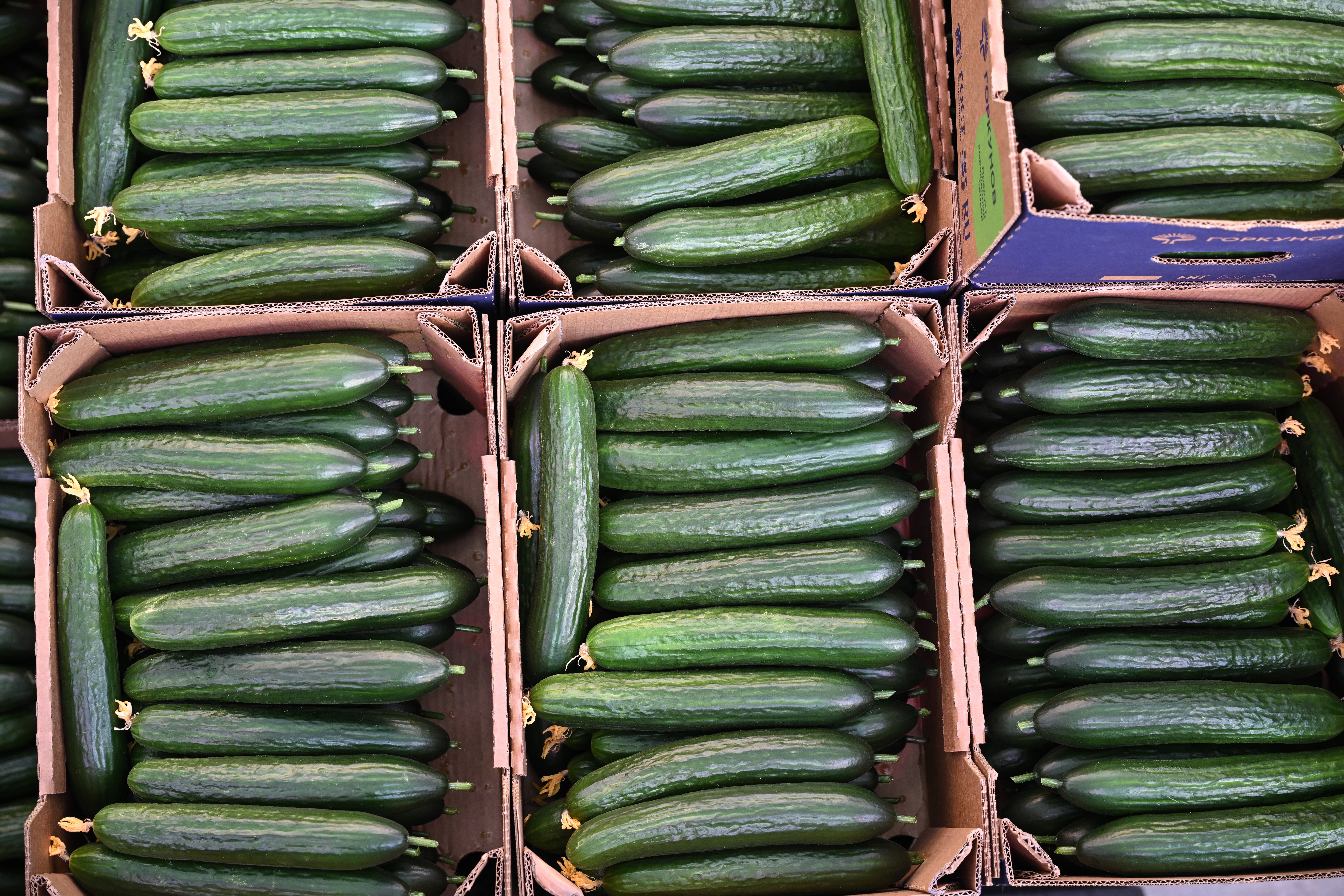 Image - Osterbrunch in Thüringen: Gurkenpreise schwanken erheblich