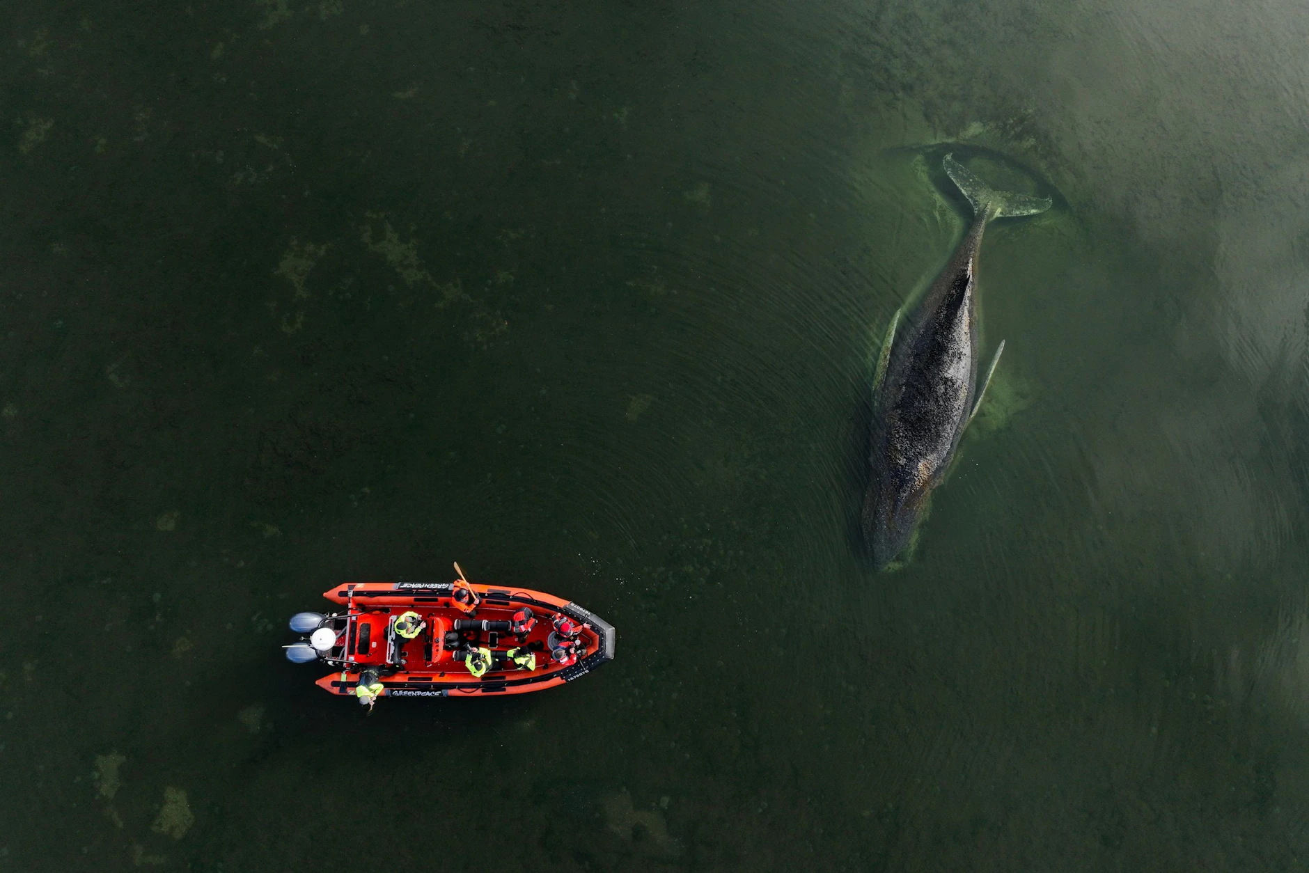 Der gestrandete Buckelwal vor der Insel Poel in der Ostsee.
