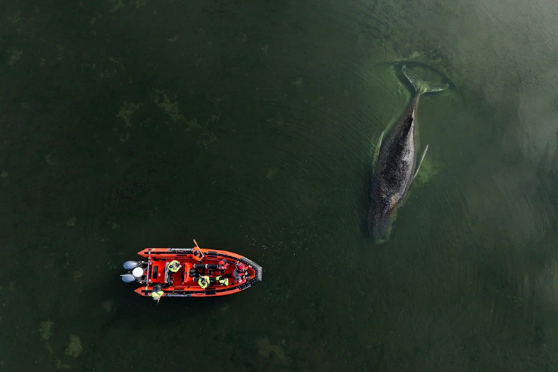 Vorgezogene Trauerfeier für Buckelwal Timmy: Jesus, Ostern und dann ab nach Stralsund