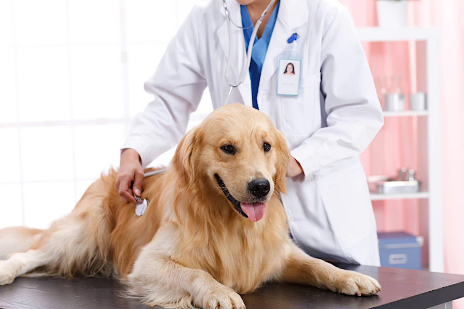 Die Krankheit Hundemalaria breitet sich zunehmend aus.