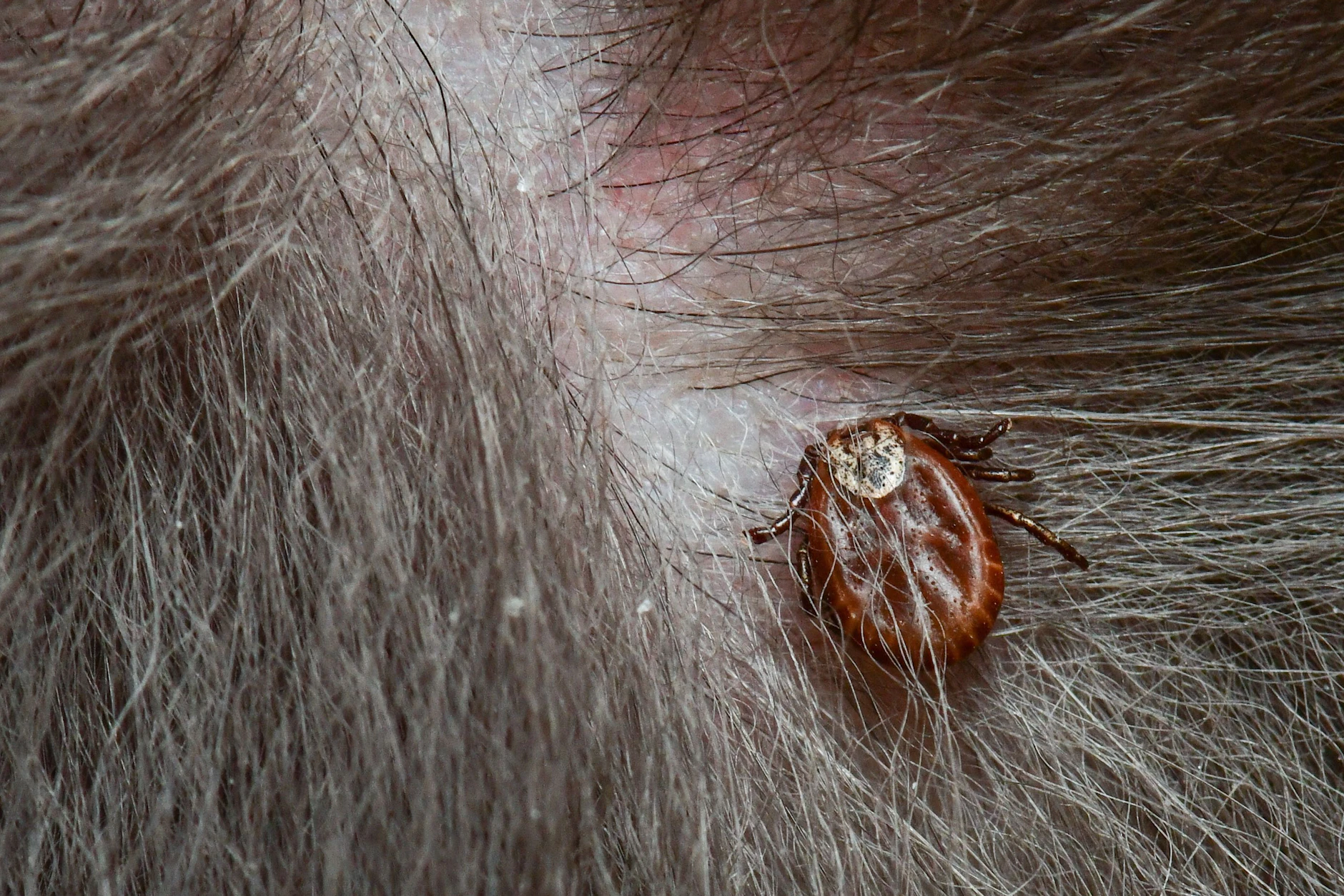 Eine Zecke hat sich in der Haut eines Hundes festgebissen.