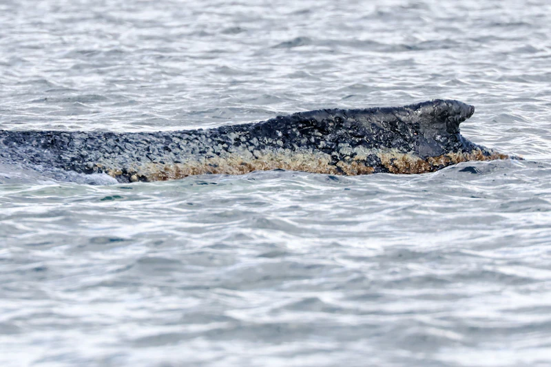 Wal-Drama in der Ostsee: Helfer erhalten Morddrohungen