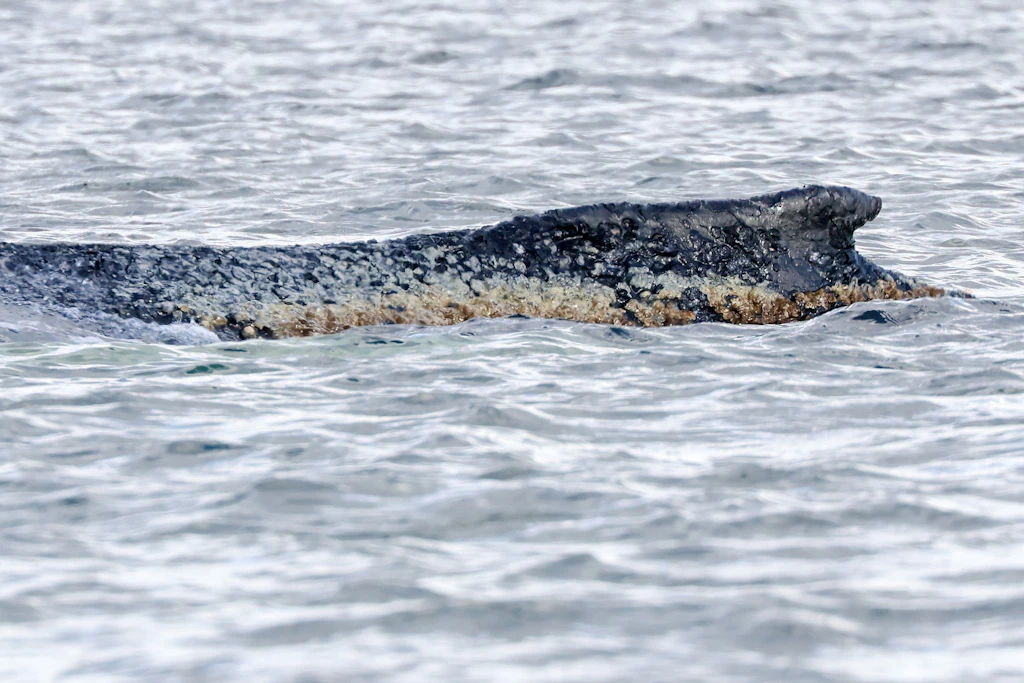 Wal-Drama in der Ostsee: Helfer erhalten Morddrohungen