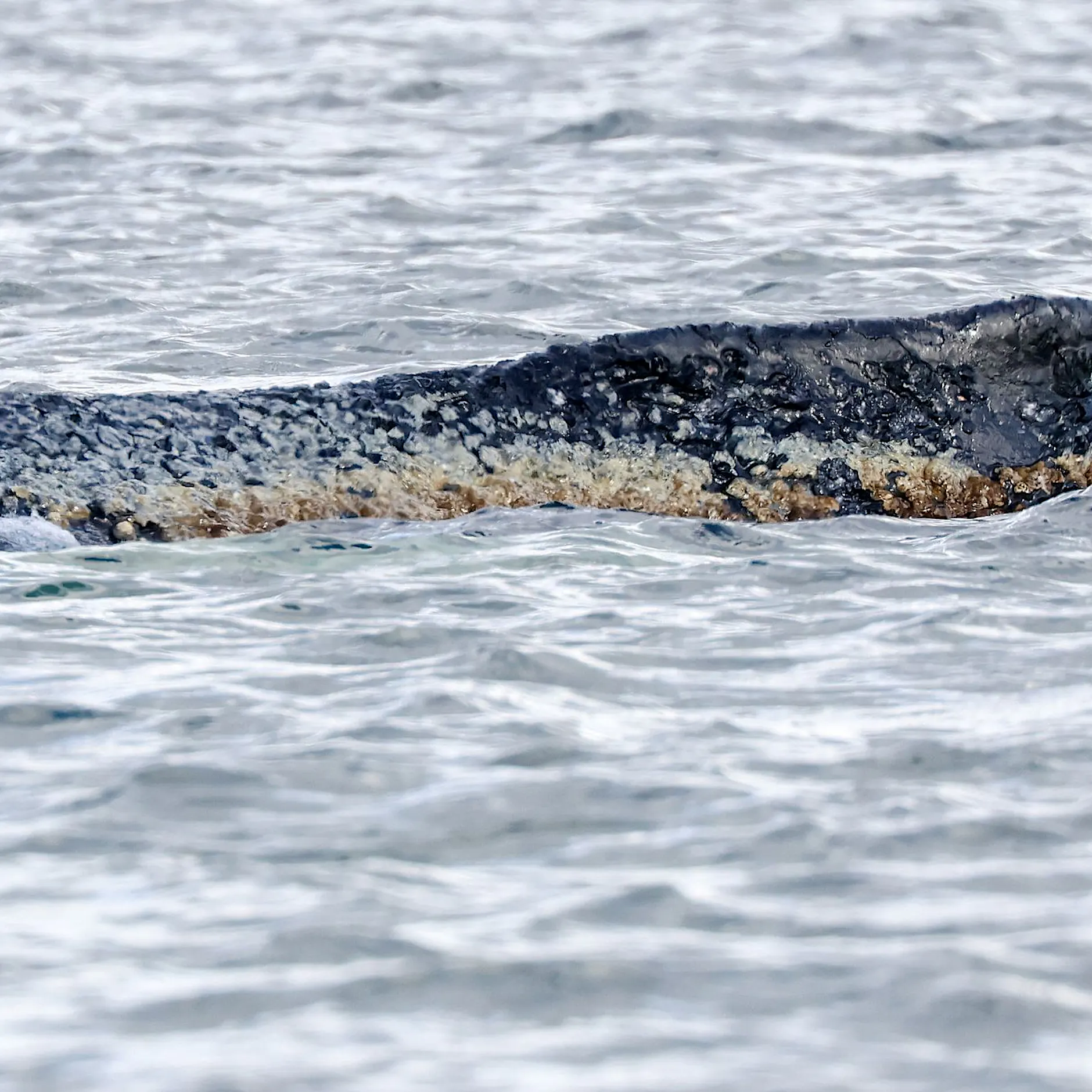 Wal-Drama in der Ostsee: Helfer erhalten Morddrohungen
