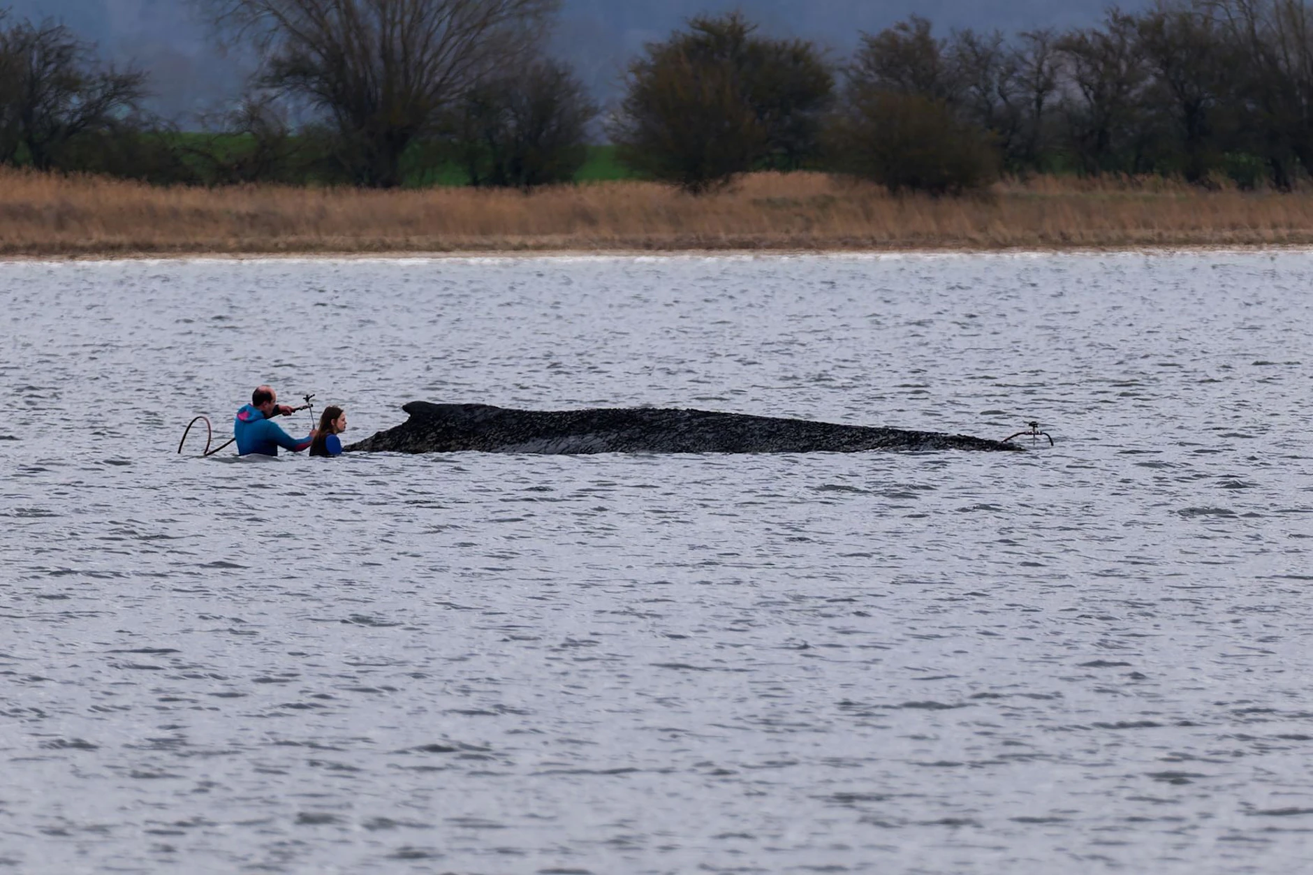 Timmys Rücken ragt immer aus dem Wasser. Die Verletzungen sind sichtbar.