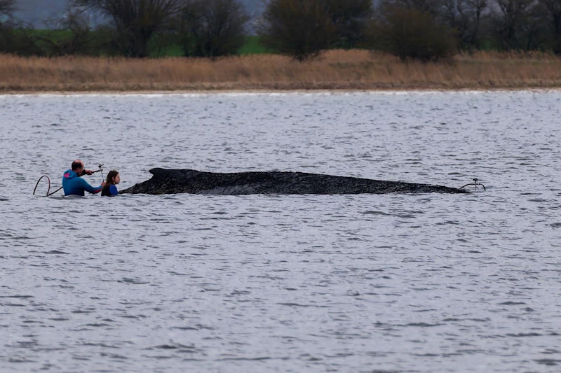 Lasst Buckelwal „Timmy“ in Frieden – Schluss mit dem Spektakel