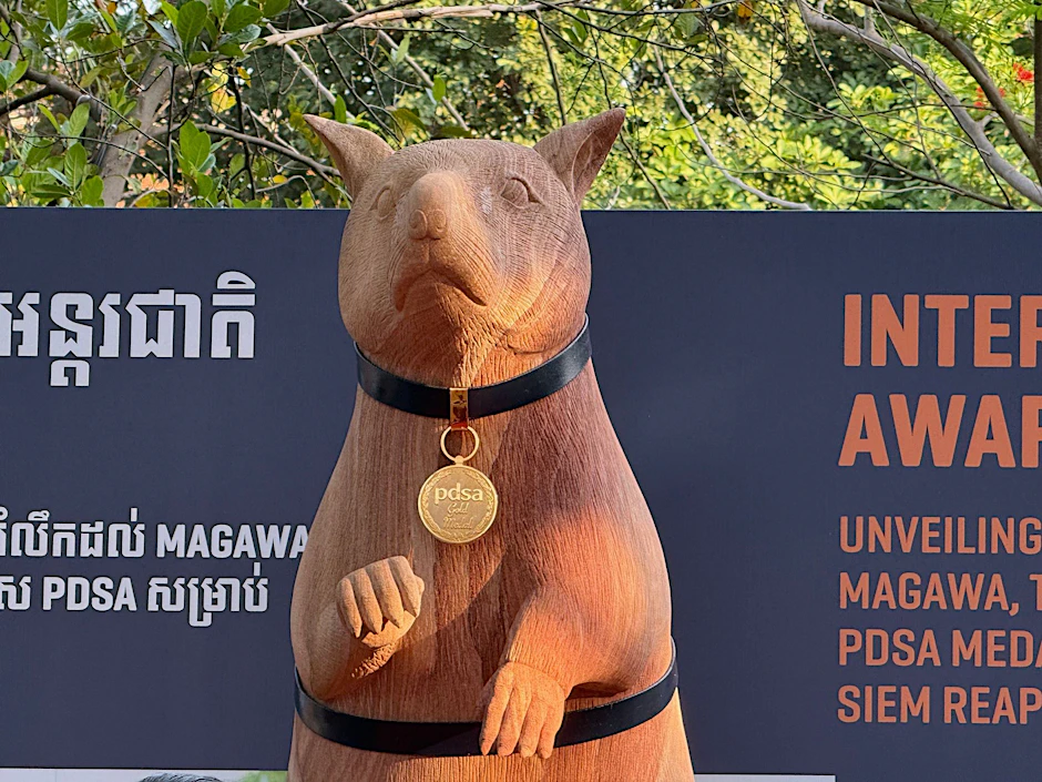 Die weltweit wohl bekannteste Minensuch-Ratte Magawa hat jetzt ein eigenes Denkmal bekommen.