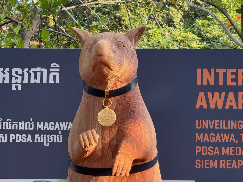 Ehrung für Magawa: Kambodscha enthüllt Denkmal für heldenhafte Minensuch-Ratte