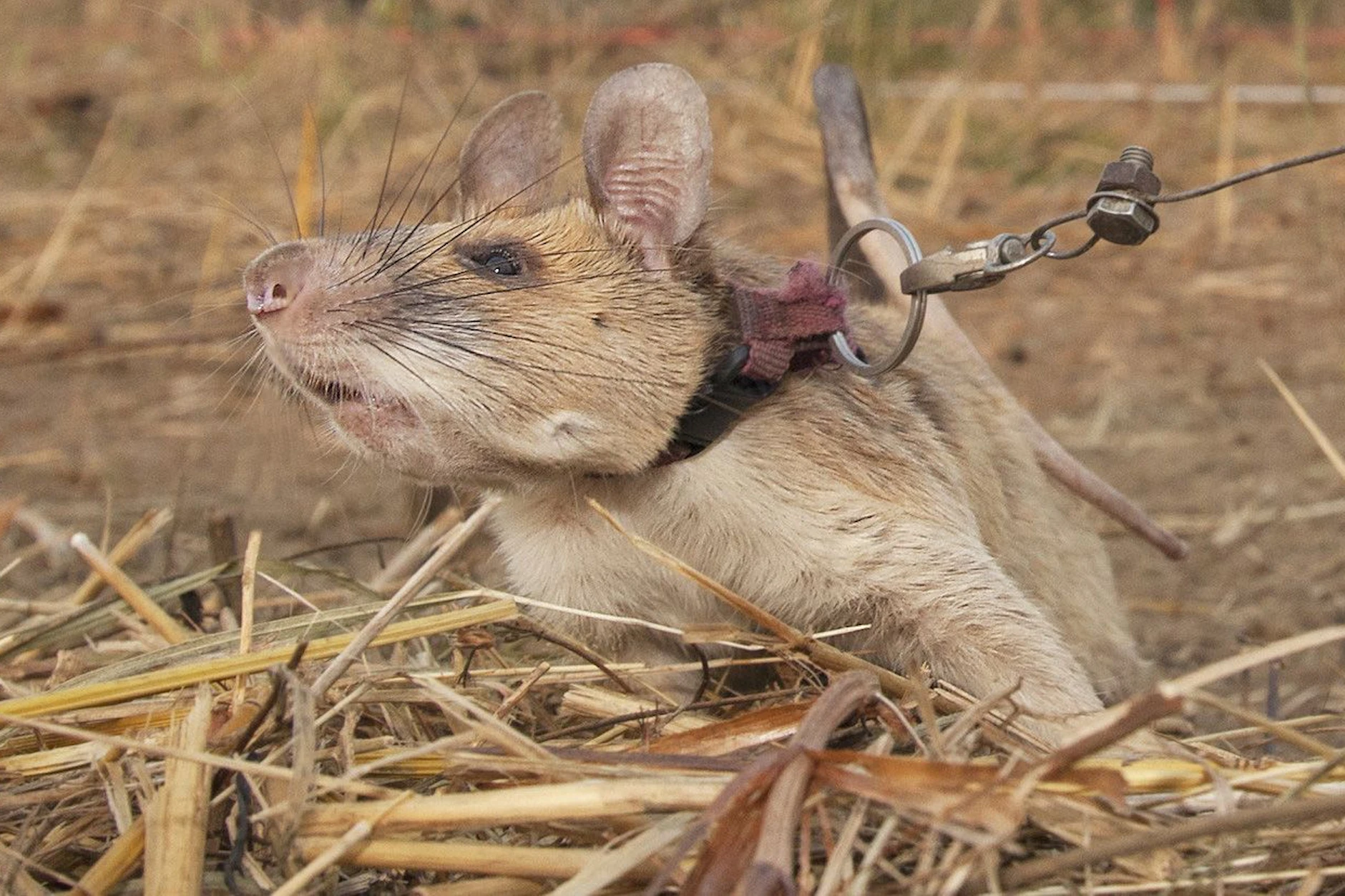 Die kambodschanische Riesenhamster-Ratte Magawa hat mehreren tausend Menschen das Leben gerettet.