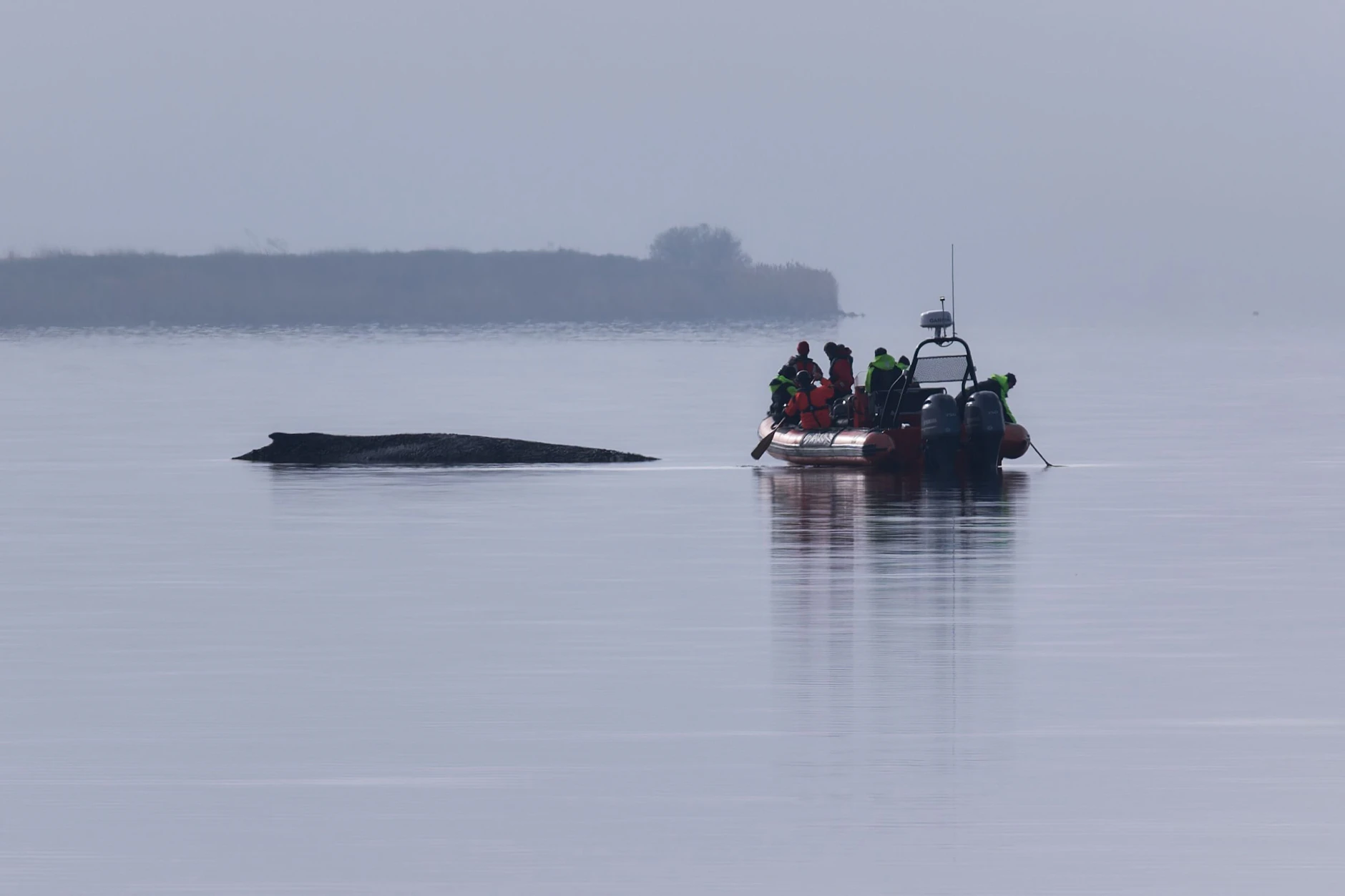 Ein Boot der Umweltschützer von Greenpeace nähert sich dem Buckelwal.