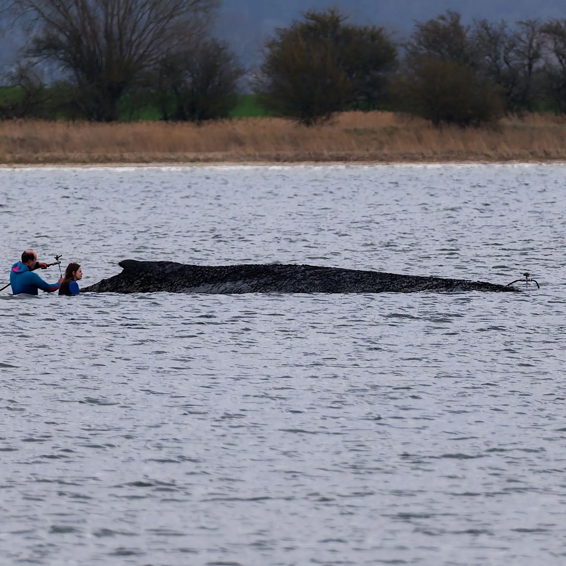 Gestrandeter Wal „Timmy“: Doch keine Rettung mit Katamaran