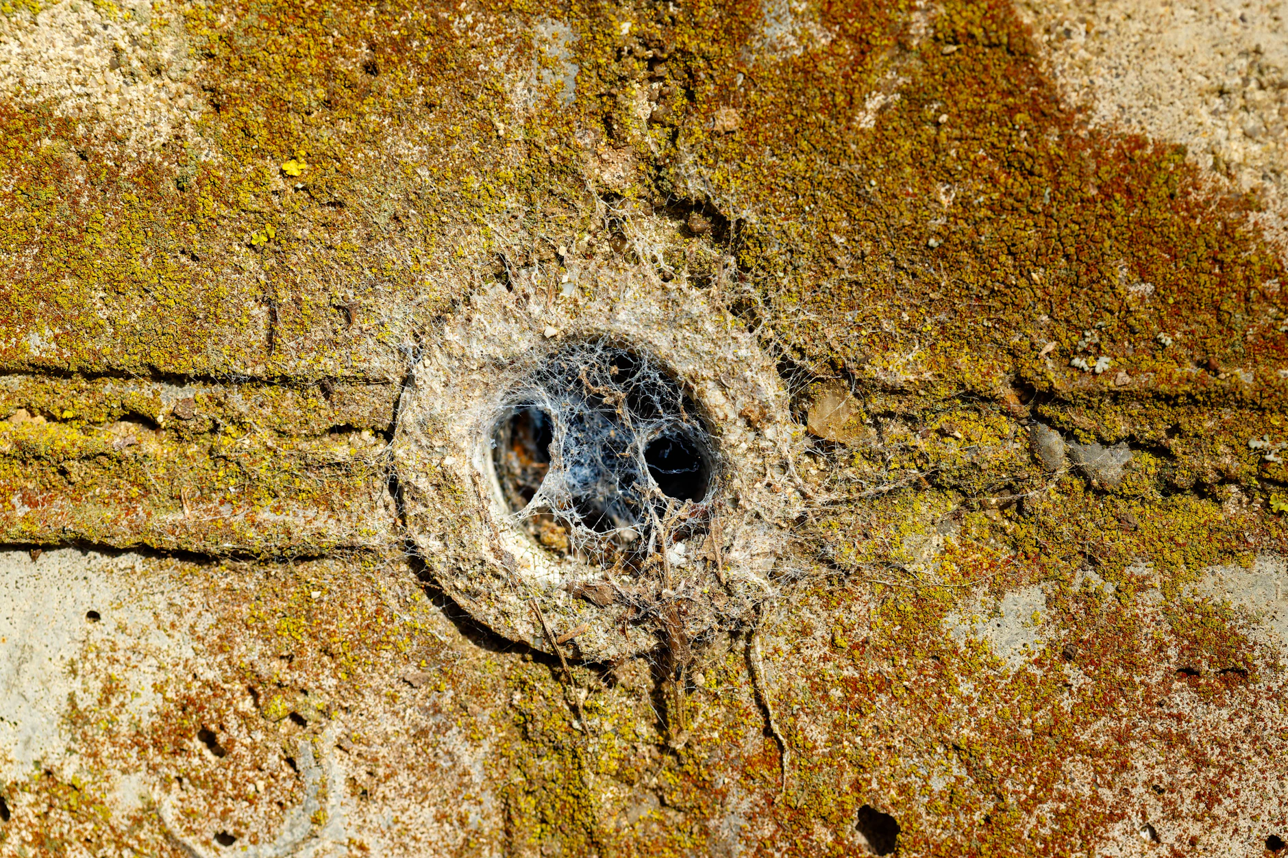 Spinnen leben gern zurückgezogen in Löchern, Ecken und Winkeln. Wer sie vertreiben möchte, muss die richtigen Orte erkennen und mit dem passenden Mittel behandeln.