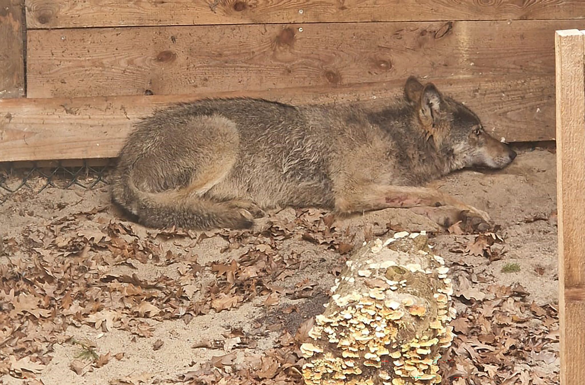 Image - Nach Attacke in Hamburg: Wolf ist wieder frei