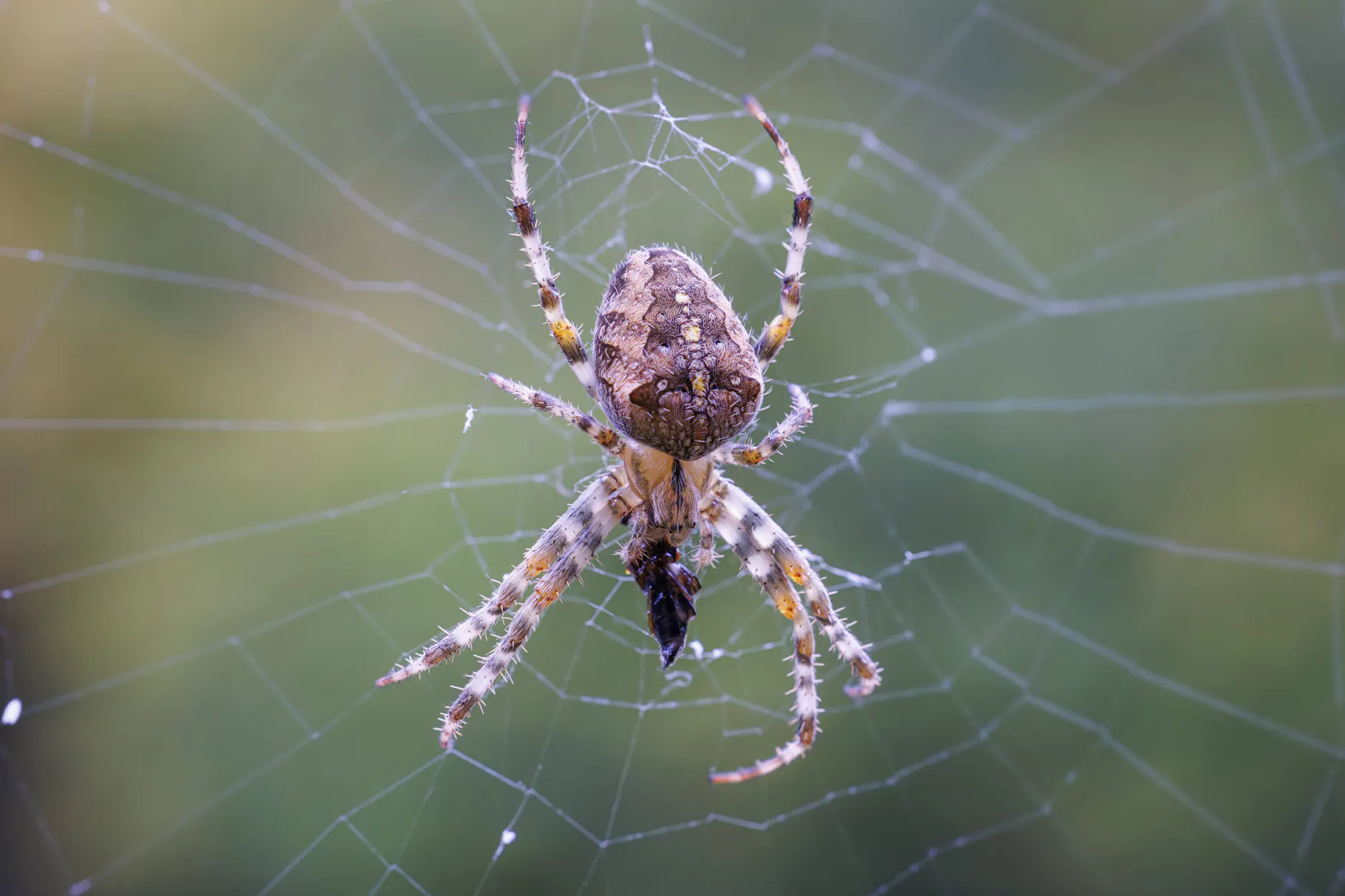 Viele Menschen hassen Spinnen - doch wer sich gern in der Natur aufhält, kommt an den Tieren nicht vorbei.
