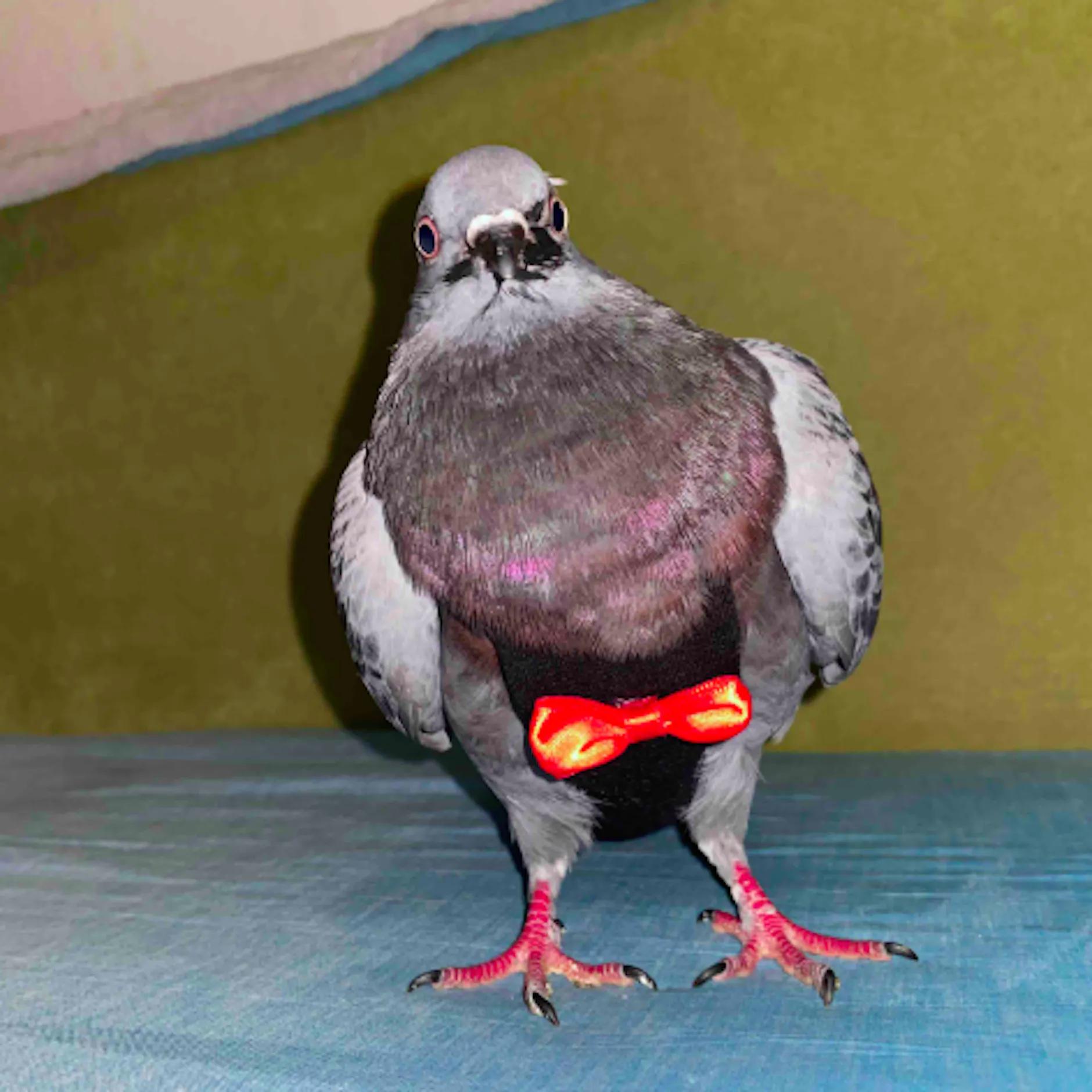 Tauben‑Drama um Taube Hope: „Sie war Familie“