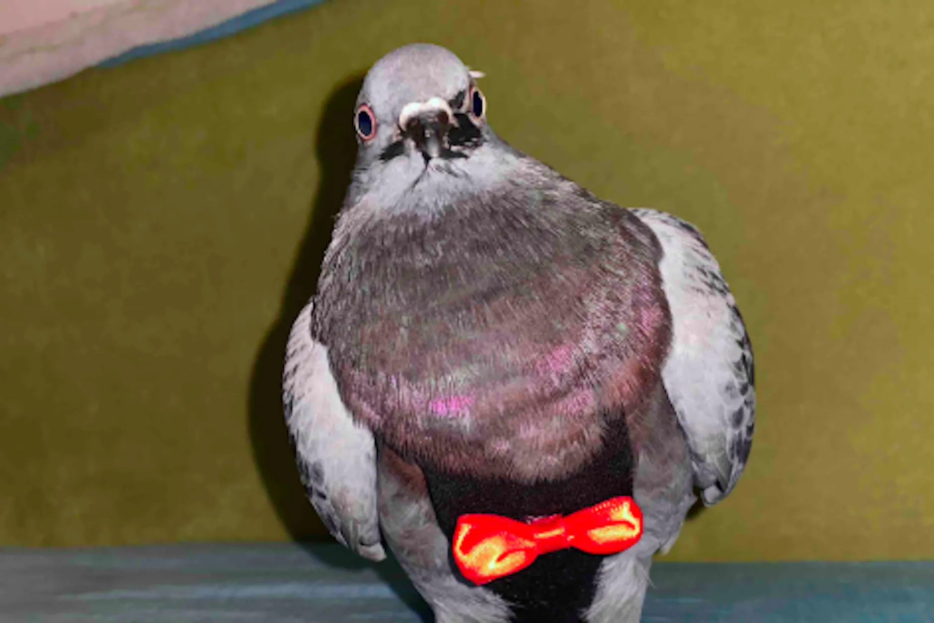 Tauben‑Drama um Taube Hope: „Sie war Familie“