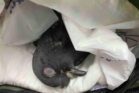 Hope ist nun im Tauben-Himmel.