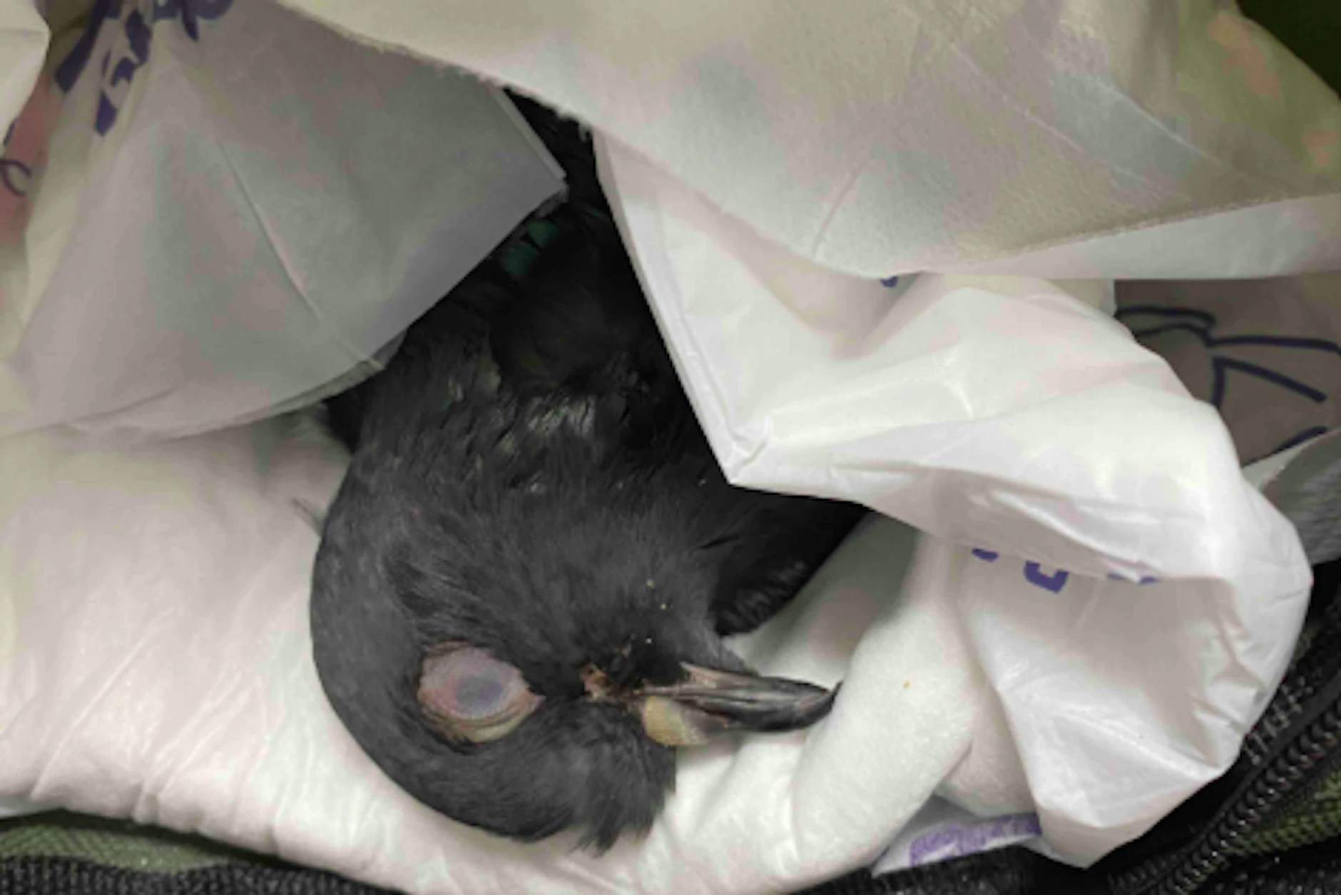 Hope ist nun im Tauben-Himmel.