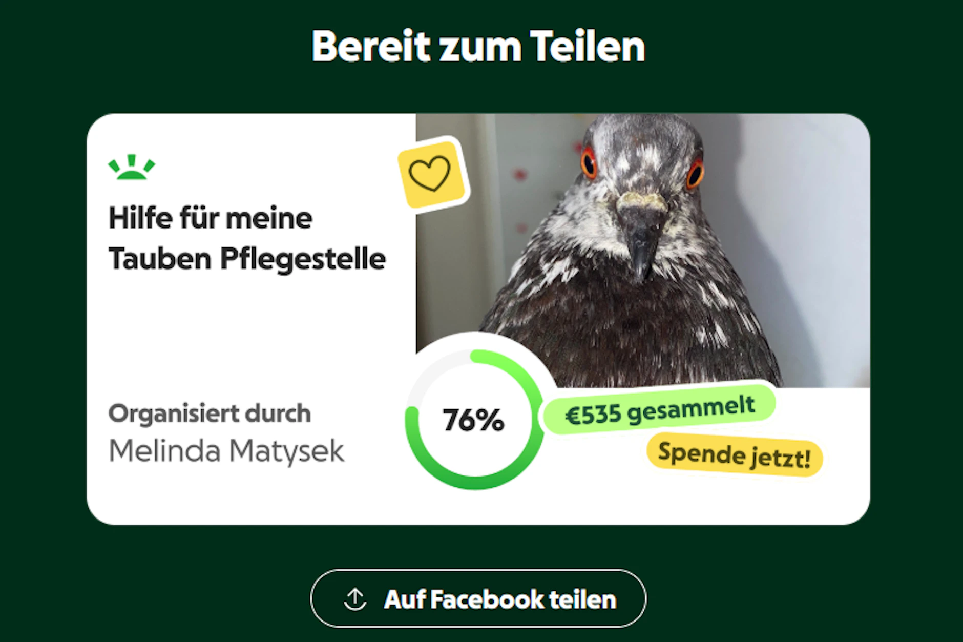 Die Taubenliebhaberin bittet um Spenden für ihre Pflegestelle.