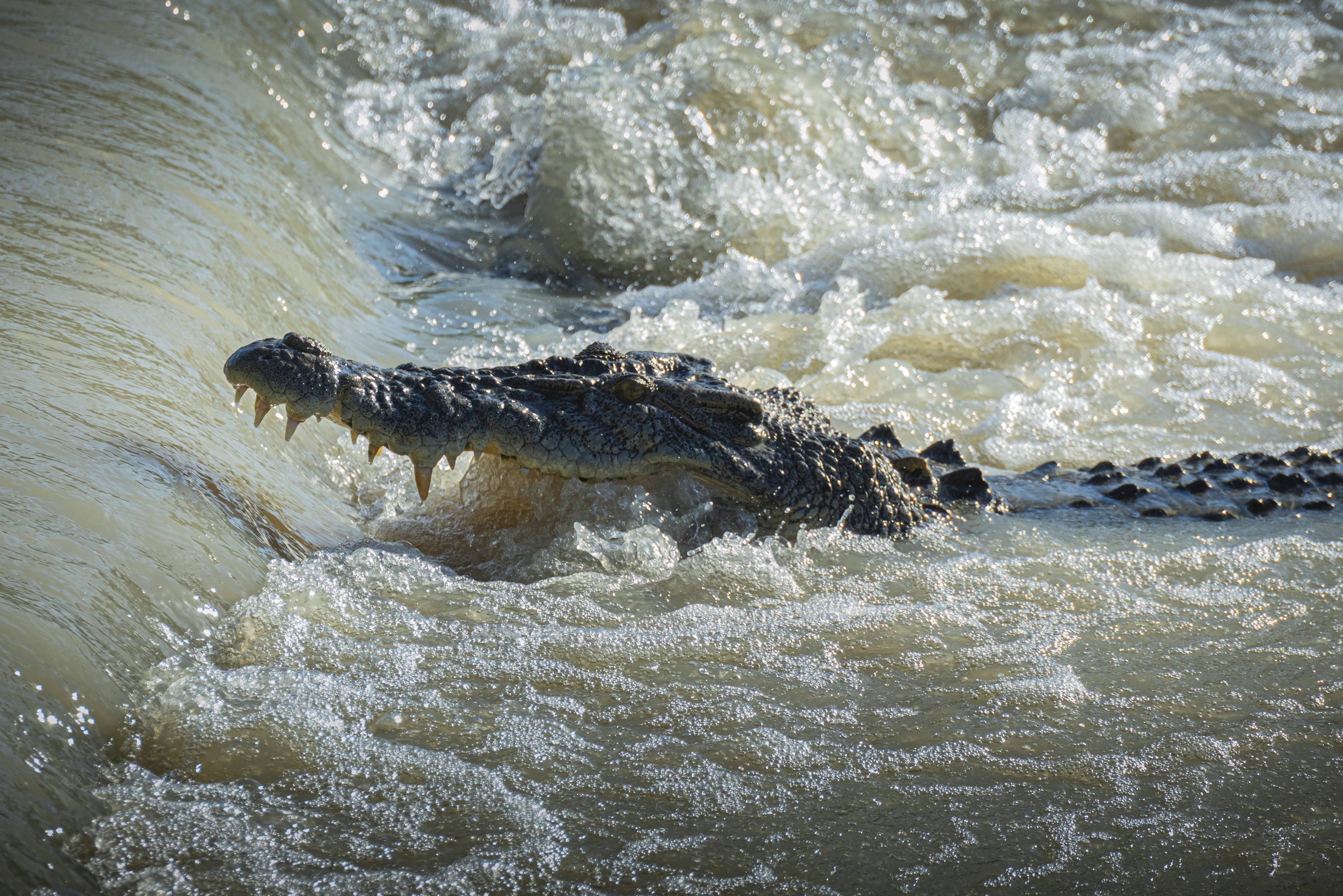 Gegen illegale Migration: Indien prüft Einsatz von Krokodilen und Giftschlangen