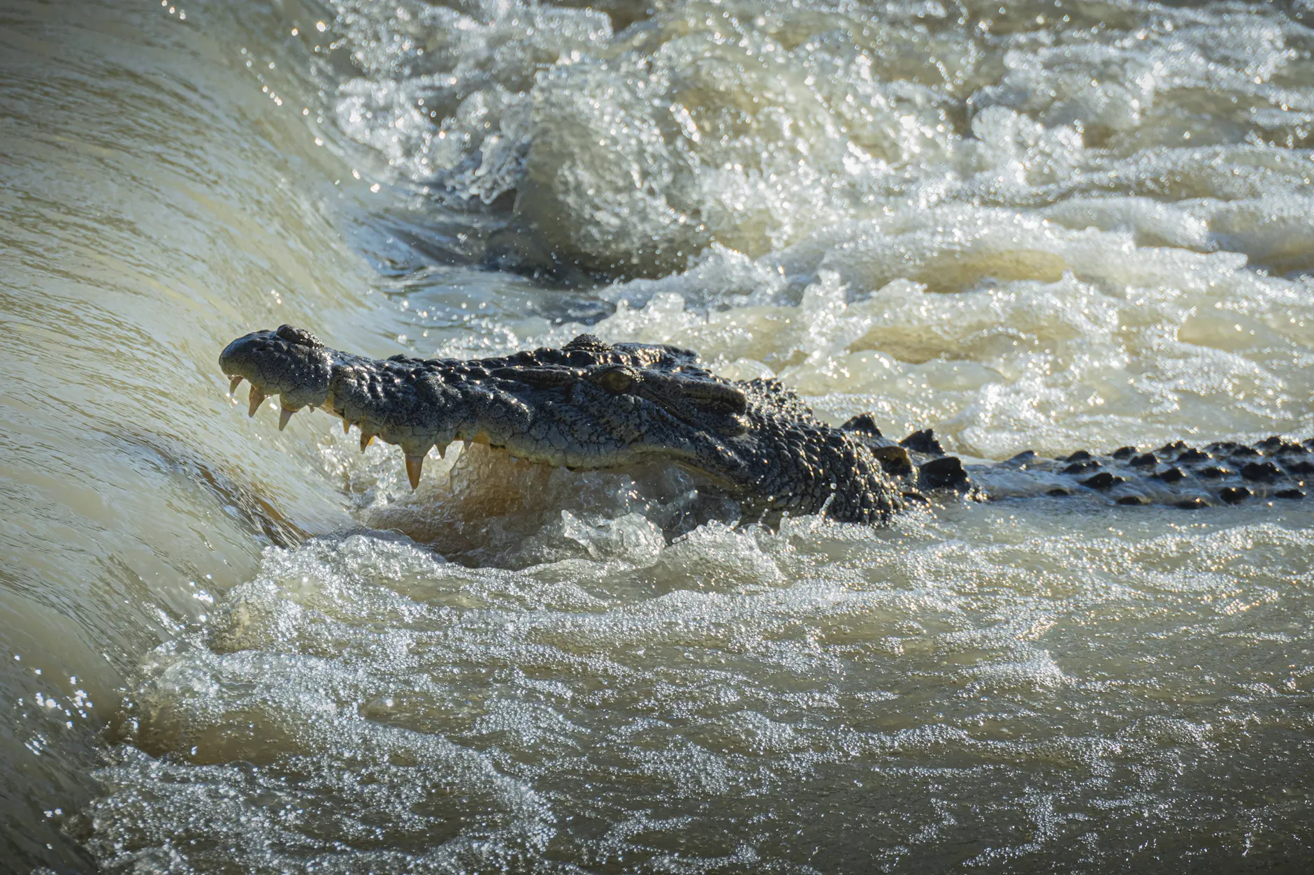 Indien prüft, ob unbewachte Flussabschnitte an der Grenze zu Bangladesch mit Reptilien bestückt werden können.