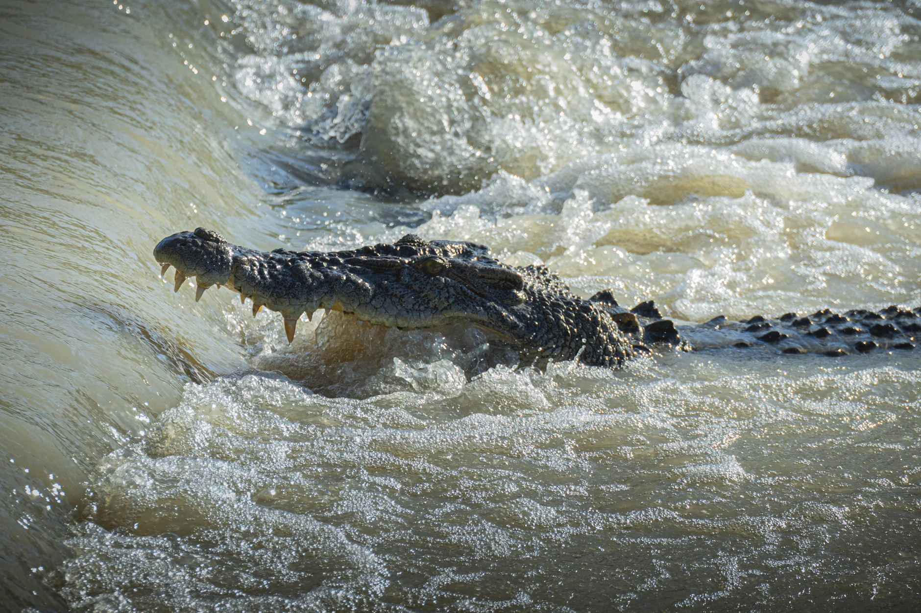 Indien prüft, ob unbewachte Flussabschnitte an der Grenze zu Bangladesch mit Reptilien bestückt werden können.