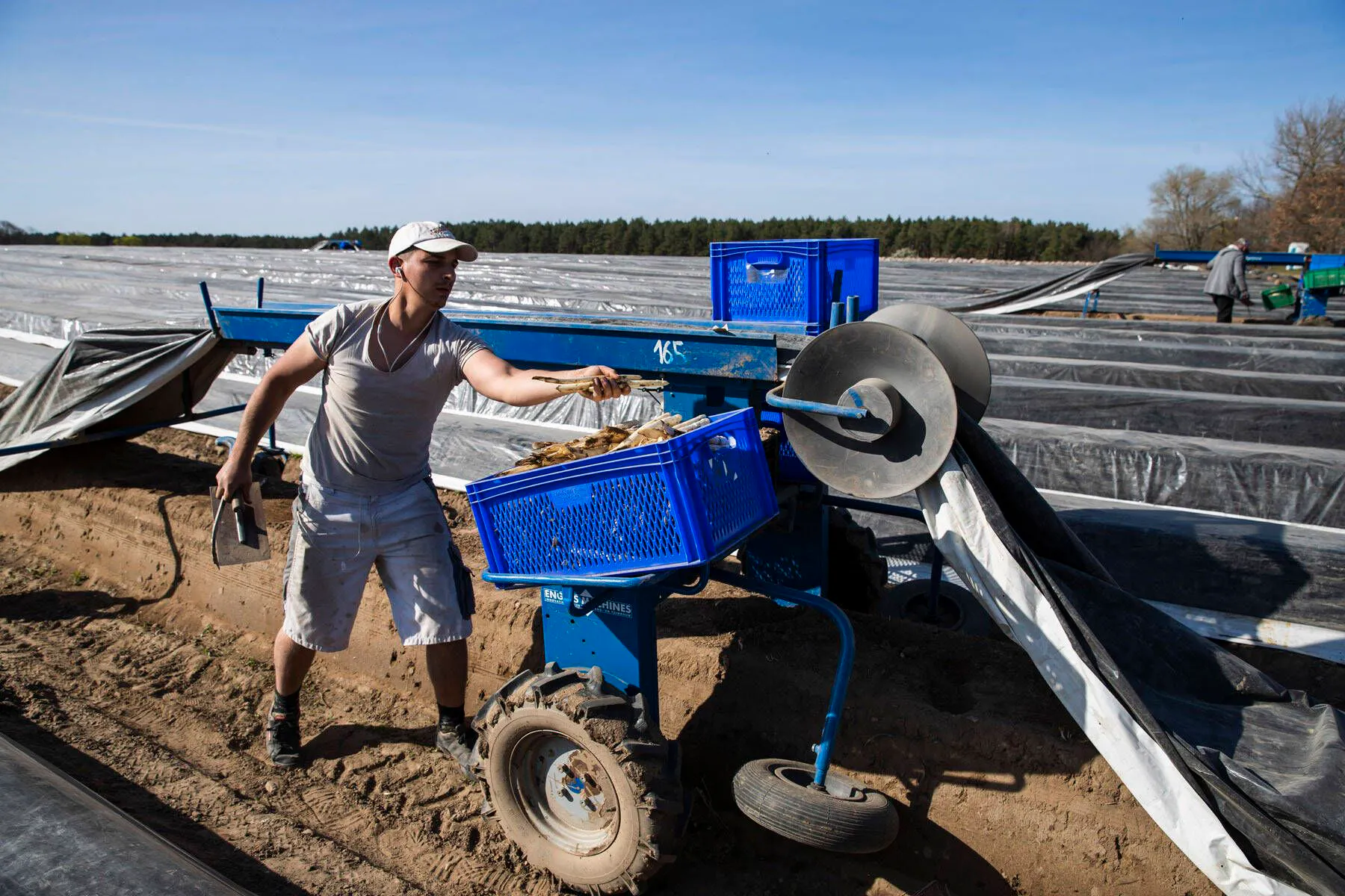Spargelernte in Beelitz: Die Arbeitskräfte kommen vor allem aus Osteuropa, werden nach Mindestlohn bezahlt.