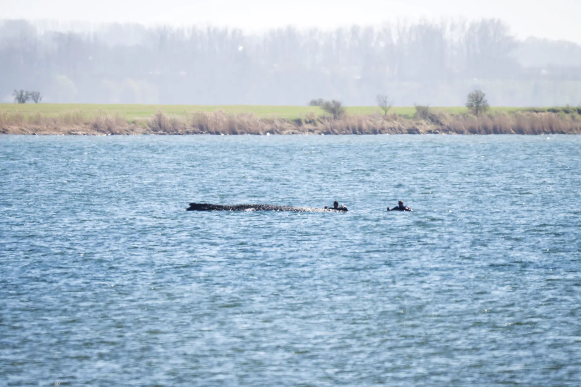 Einsatzkräfte nähern sich dem gestrandeten Buckelwal vor der Ostseeinsel Poel.