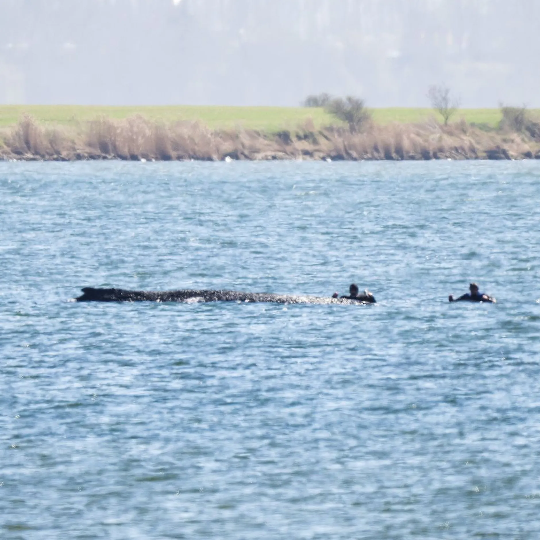 Wie lange muss Wal Timmy noch leiden?
