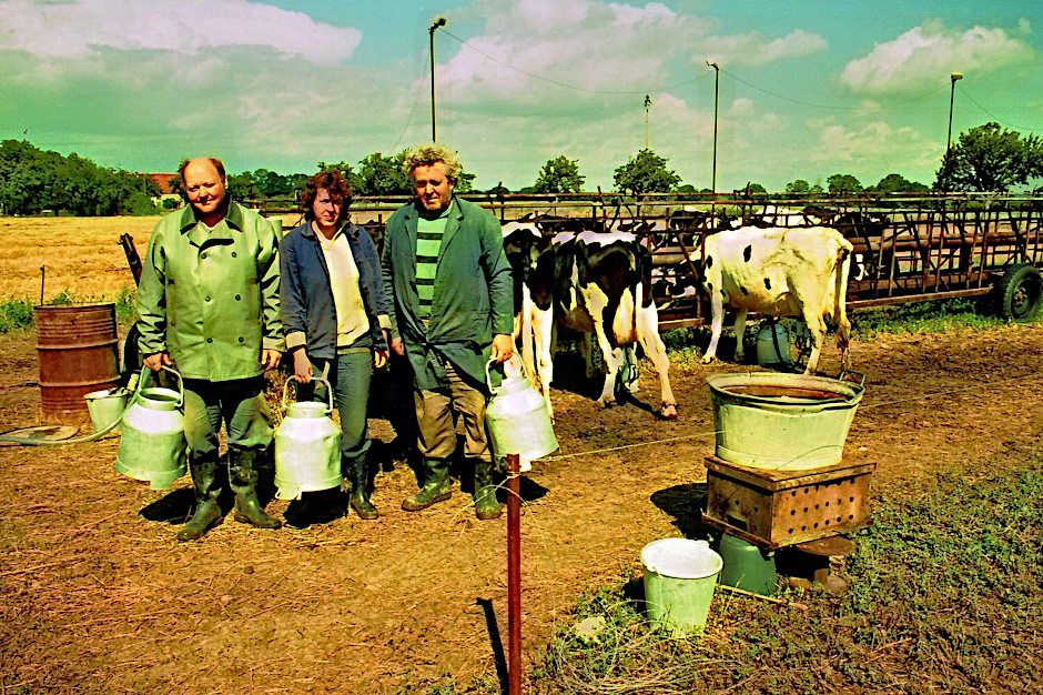 Melker einer Landwirtschaftlichen Produktionsgenossenschaft (LPG) im November 1976.