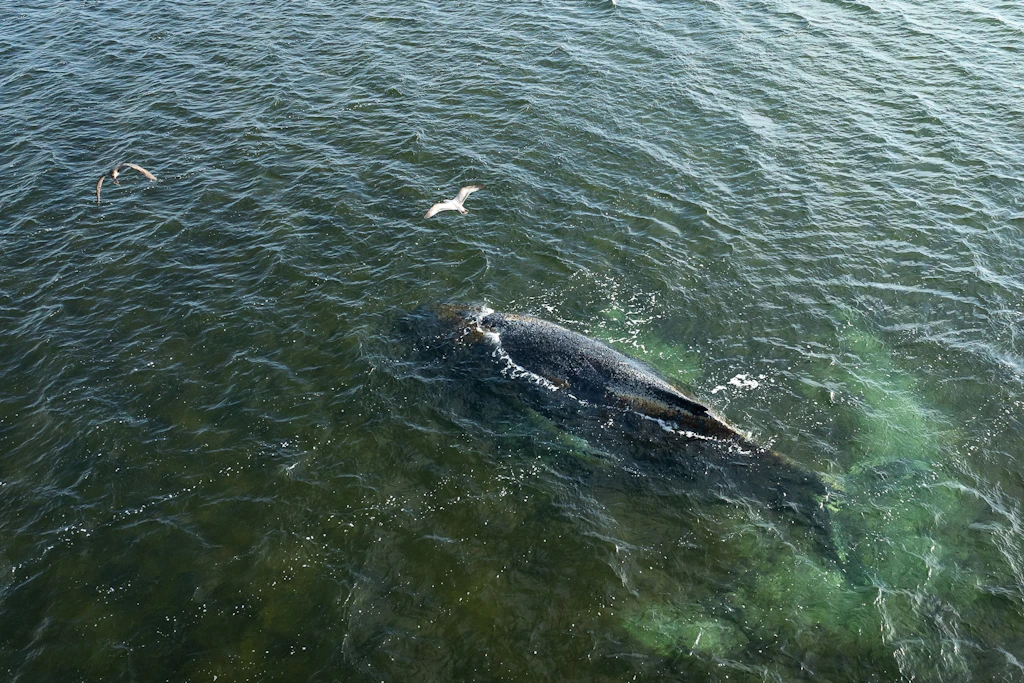 Walgesang: Das ist die inoffizielle TikTok-Hymne zum sterbenden Timmy