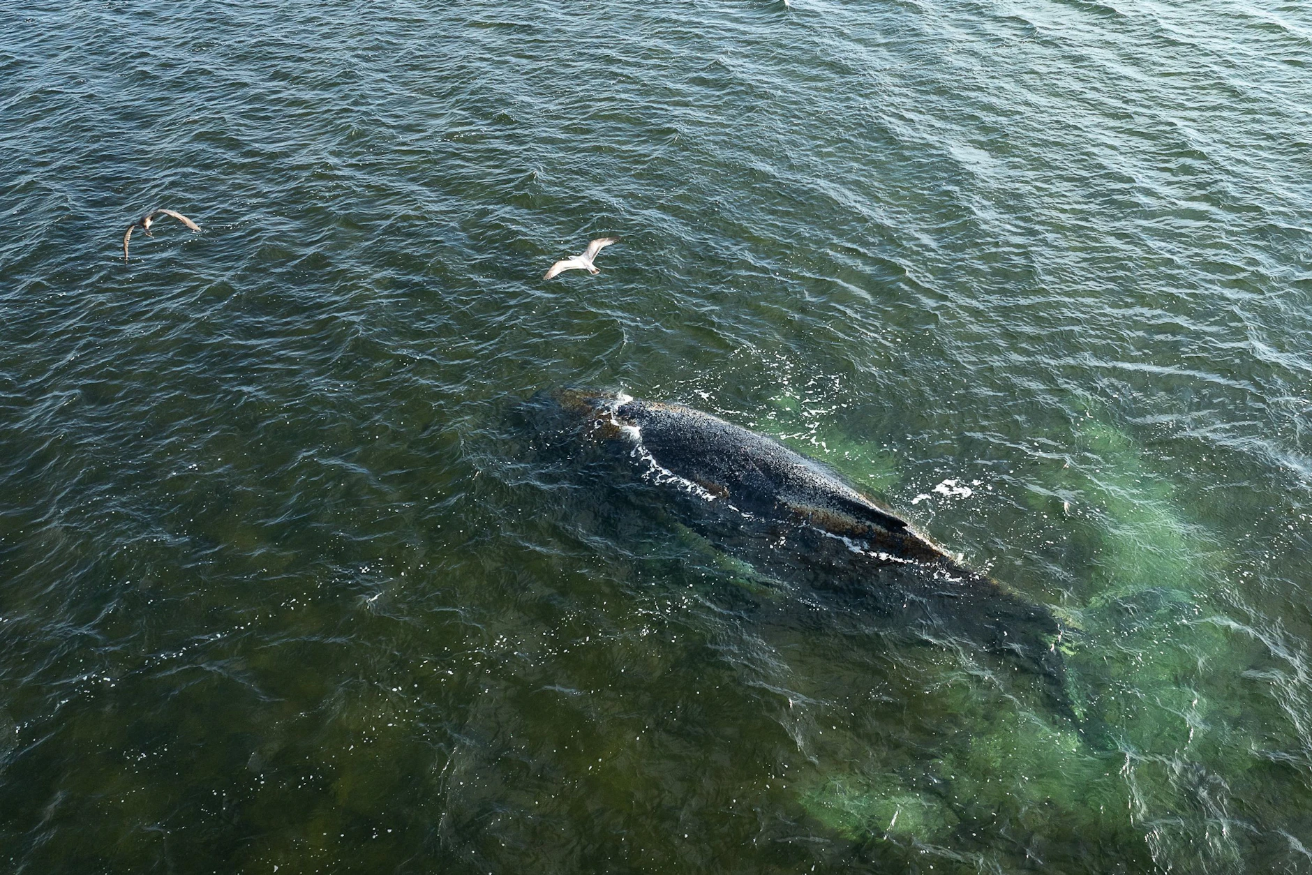 Der Wal Timmy stirbt und der Mensch ist inspiriert.