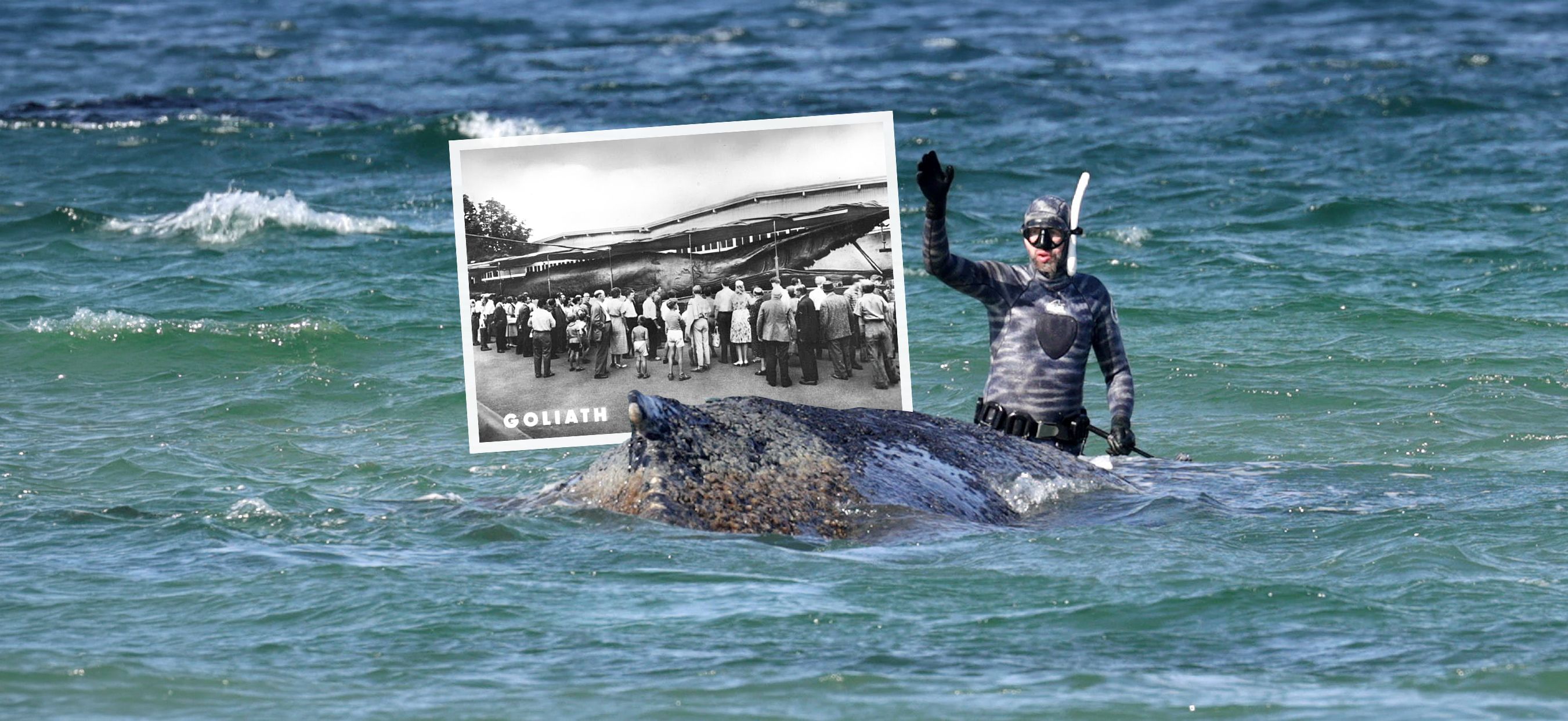 Toter Wal reiste durch die DDR: Goliath war der Star im Osten