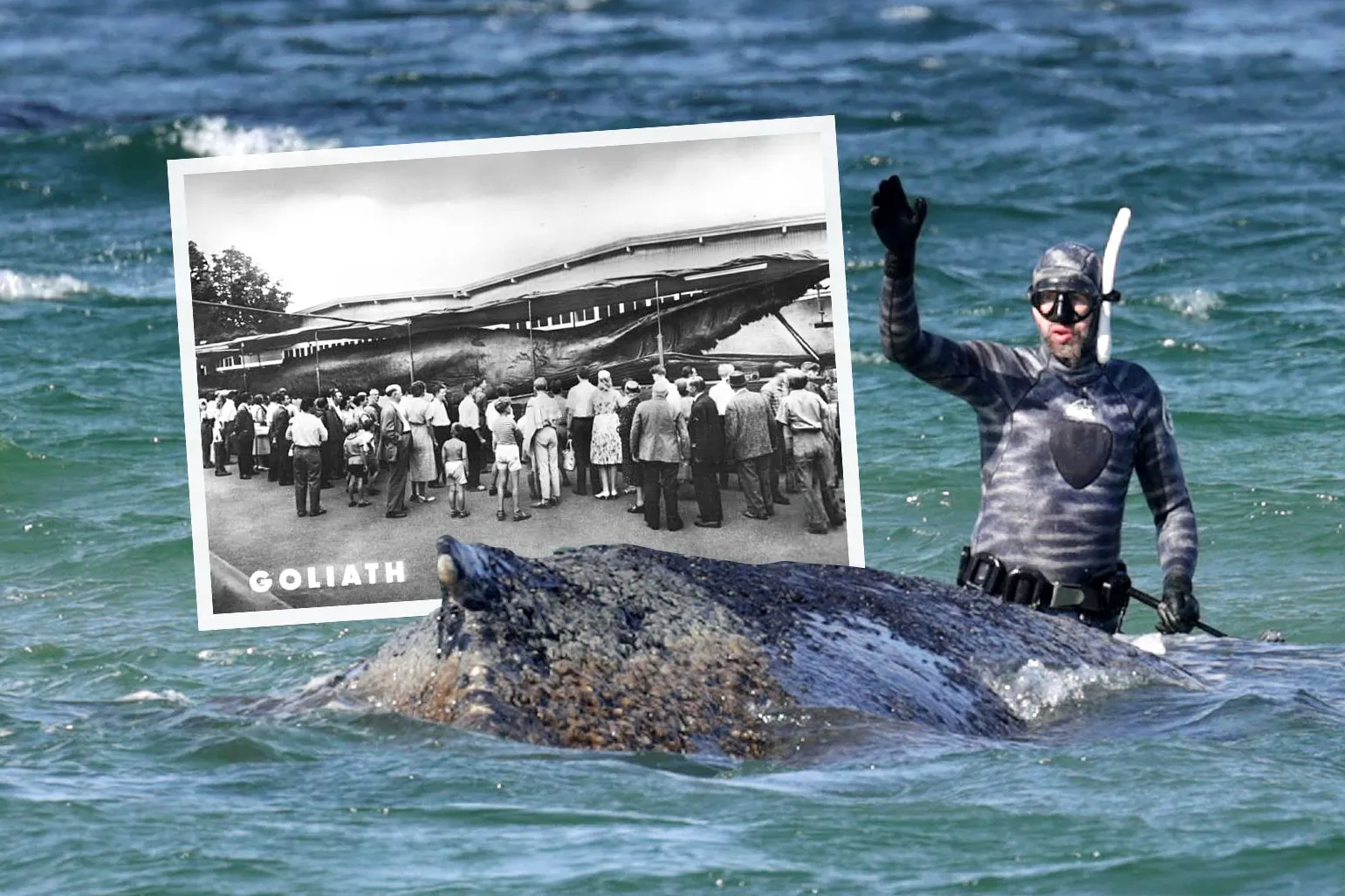 Heute beschäftigt Wal Timmy die Massen, doch zu DDR-Zeiten reiste sogar ein toter Wal durch Ostdeutschland. Wir erinnern an das besondere Kapitel der DDR-Geschichte.