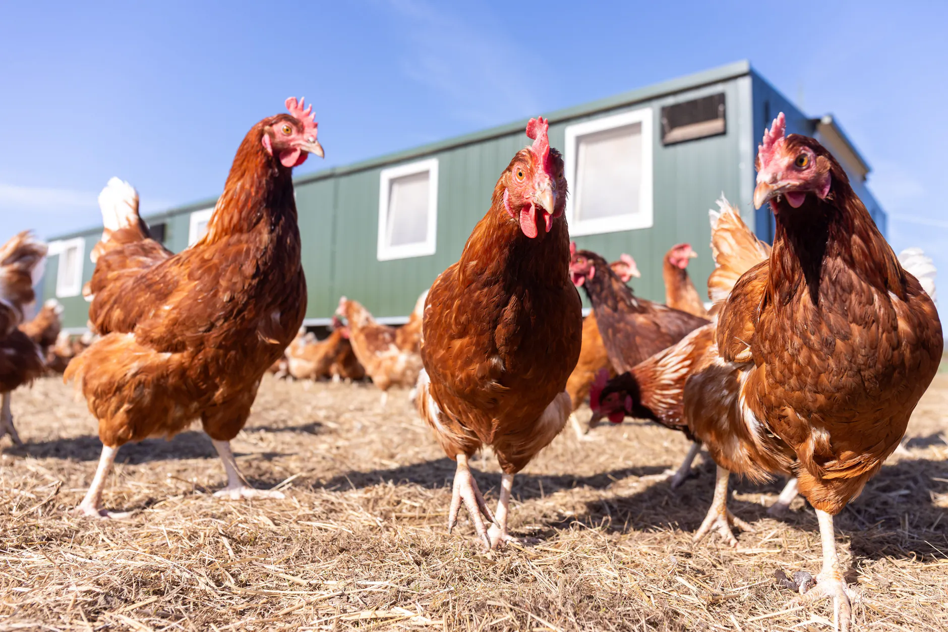 Geflügel in Brandenburg unter Druck: Die Newcastle-Krankheit breitet sich weiter aus und trifft immer mehr Betriebe.