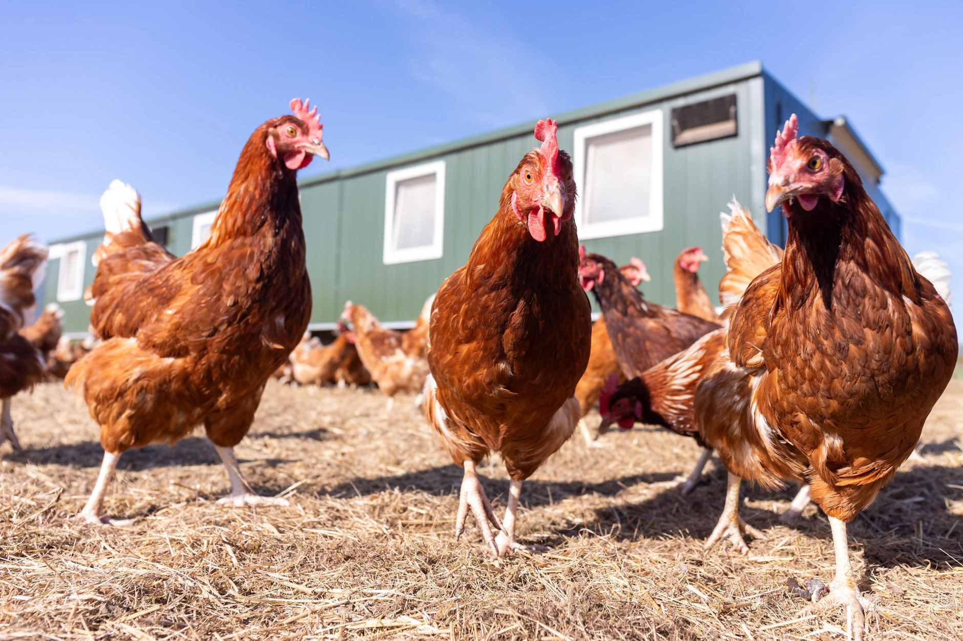 Geflügel in Brandenburg unter Druck: Die Newcastle-Krankheit breitet sich weiter aus und trifft immer mehr Betriebe.