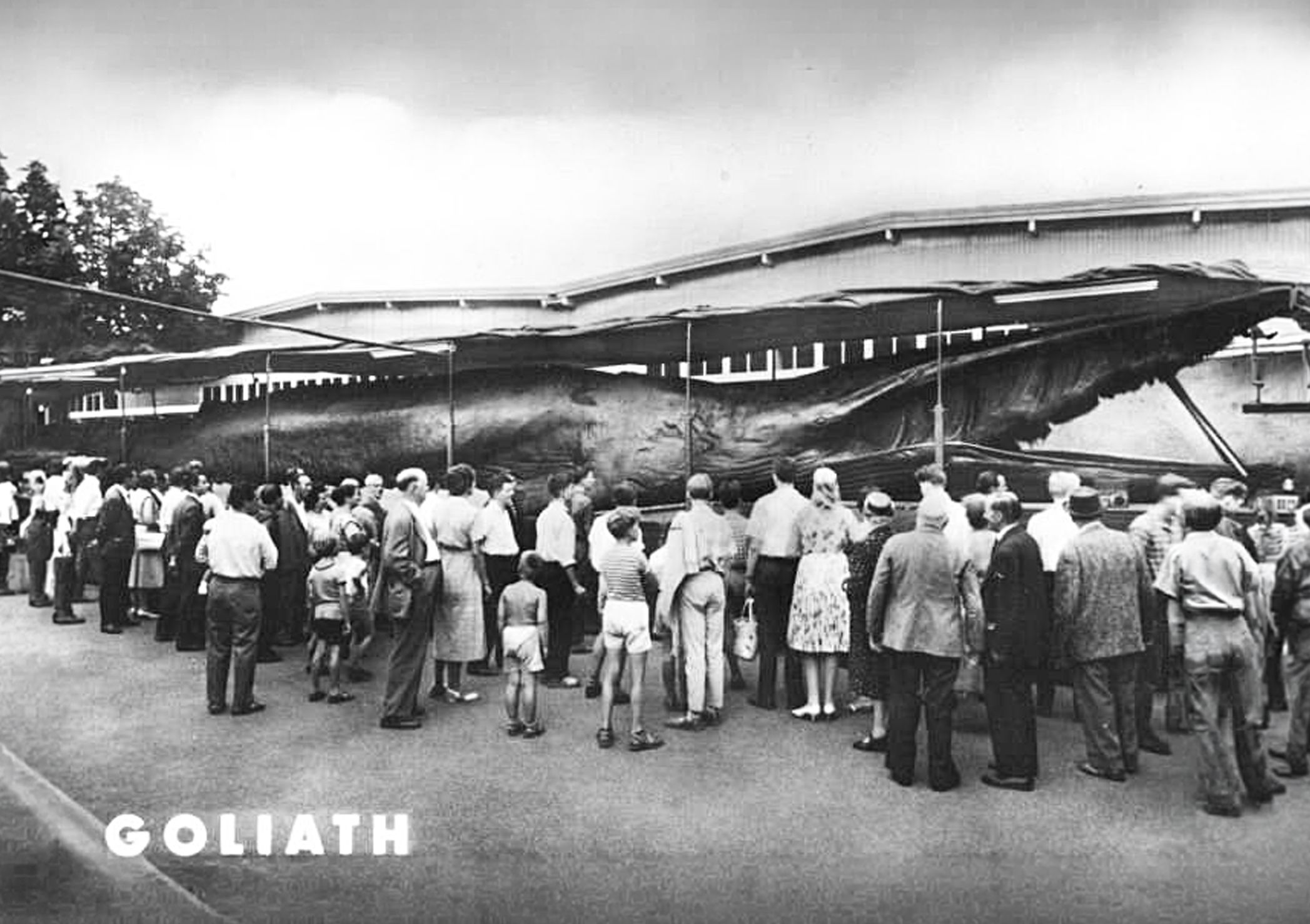 Toter Wal reiste durch die DDR: Goliath war der Star im Osten