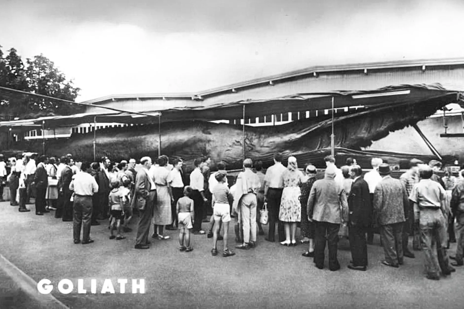 Als der Wal Goliath durch die DDR tourte, wurden Postkarten verkauft – sie erinnern noch heute an die wohl kurioseste Wanderausstellung im Osten.