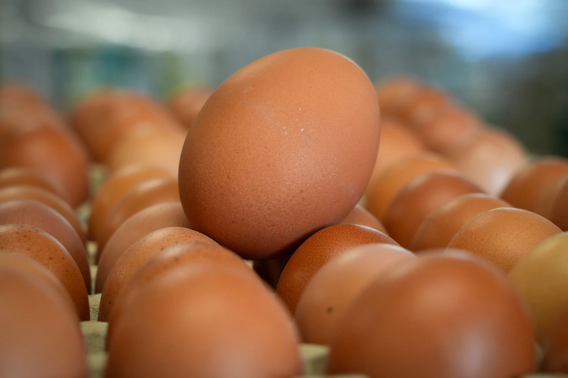 Drohen steigende Preise? Durch die Tierseuche könnten Eier knapper und teurer werden.