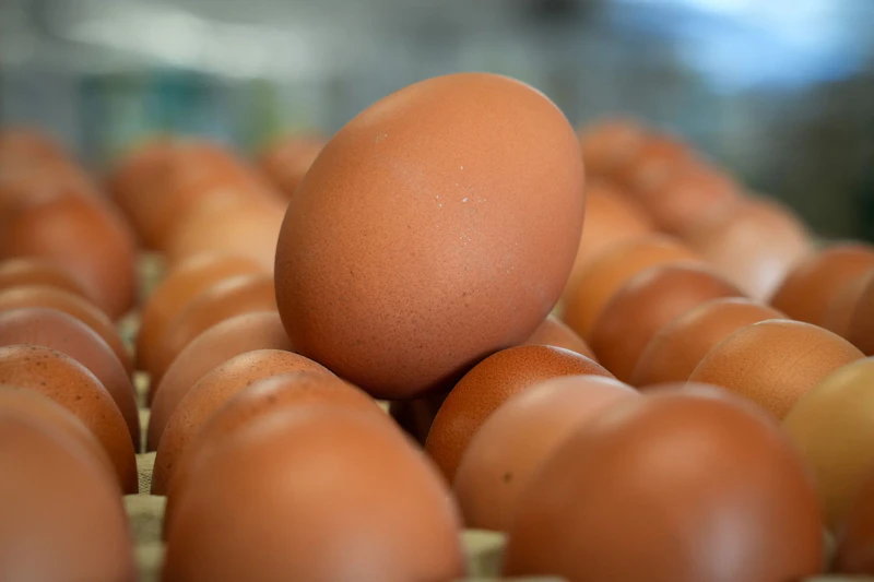 Eier könnten teurer werden: Newcastle-Krankheit breitet sich aus