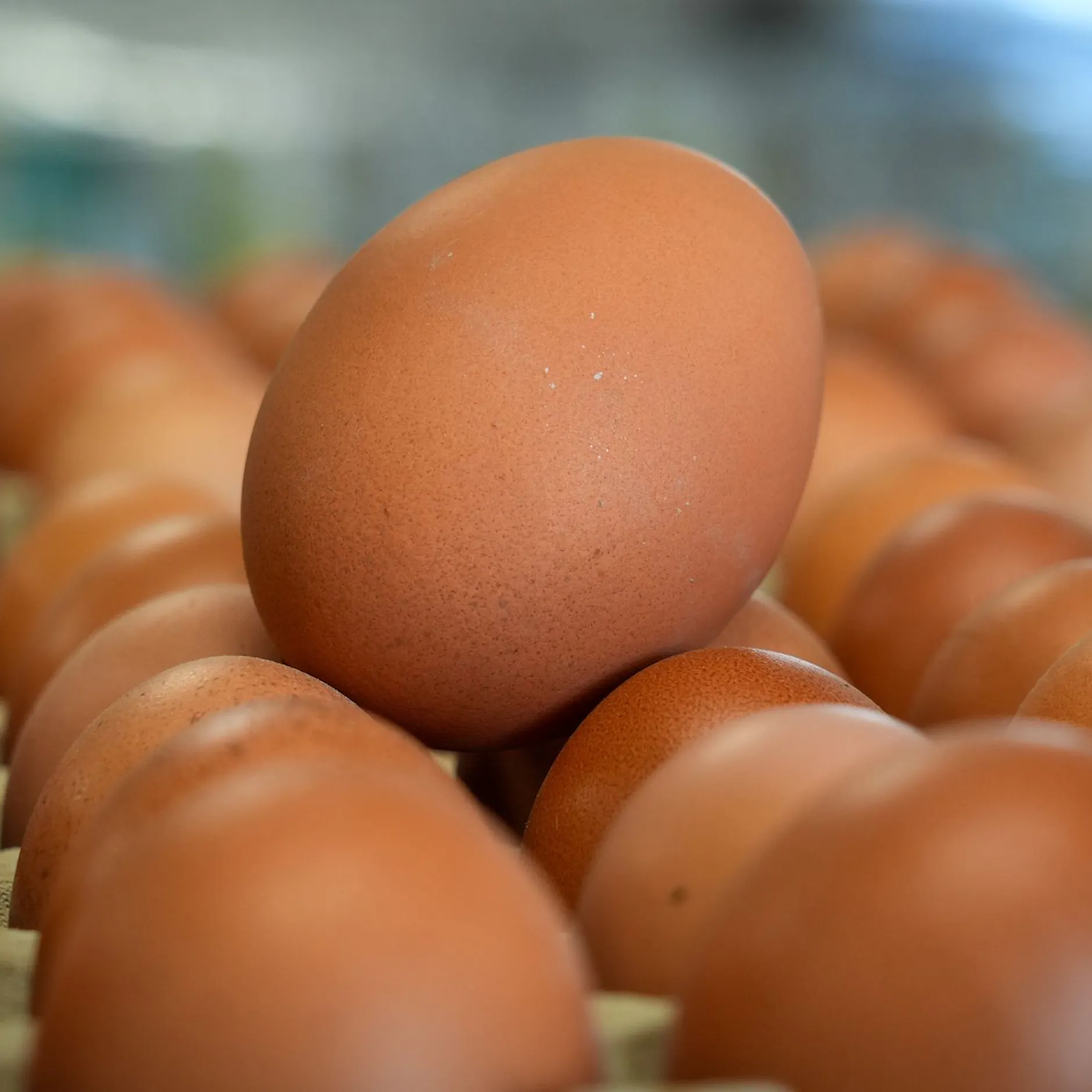 Eier könnten teurer werden: Newcastle-Krankheit breitet sich aus