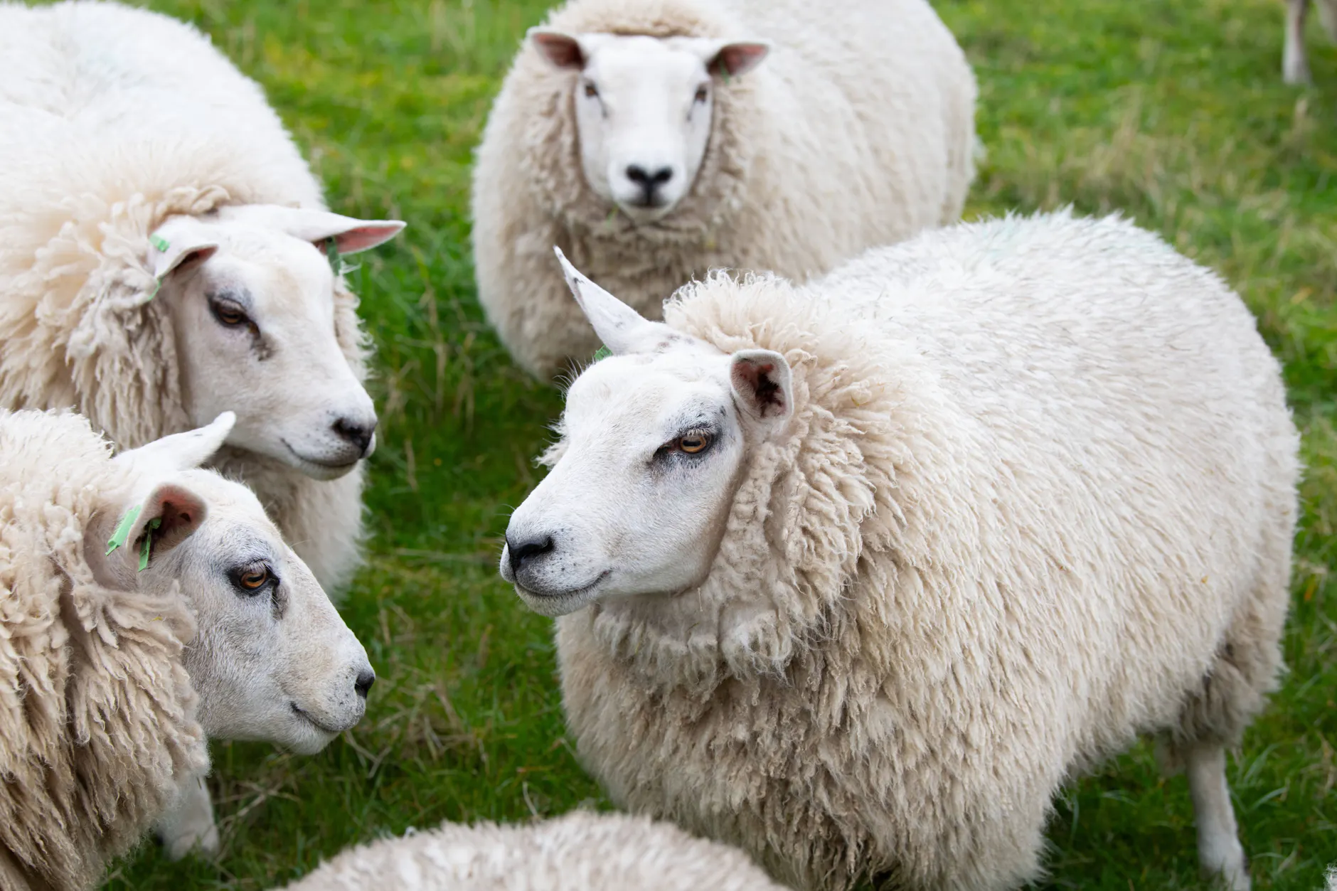 Meinungsfreiheit ist eine zentrale Säule für die pluralistische Demokratie.